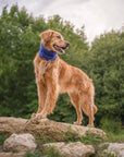 Bodhi & The Birchtree ‘The Cools’ - Polar Fleece Snoods