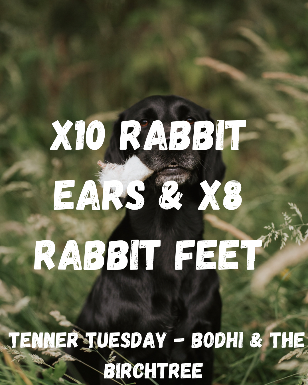 X10 Rabbit Ears & X8 Rabbit Feet - Tenner Tuesday - Bodhi & The Birchtree