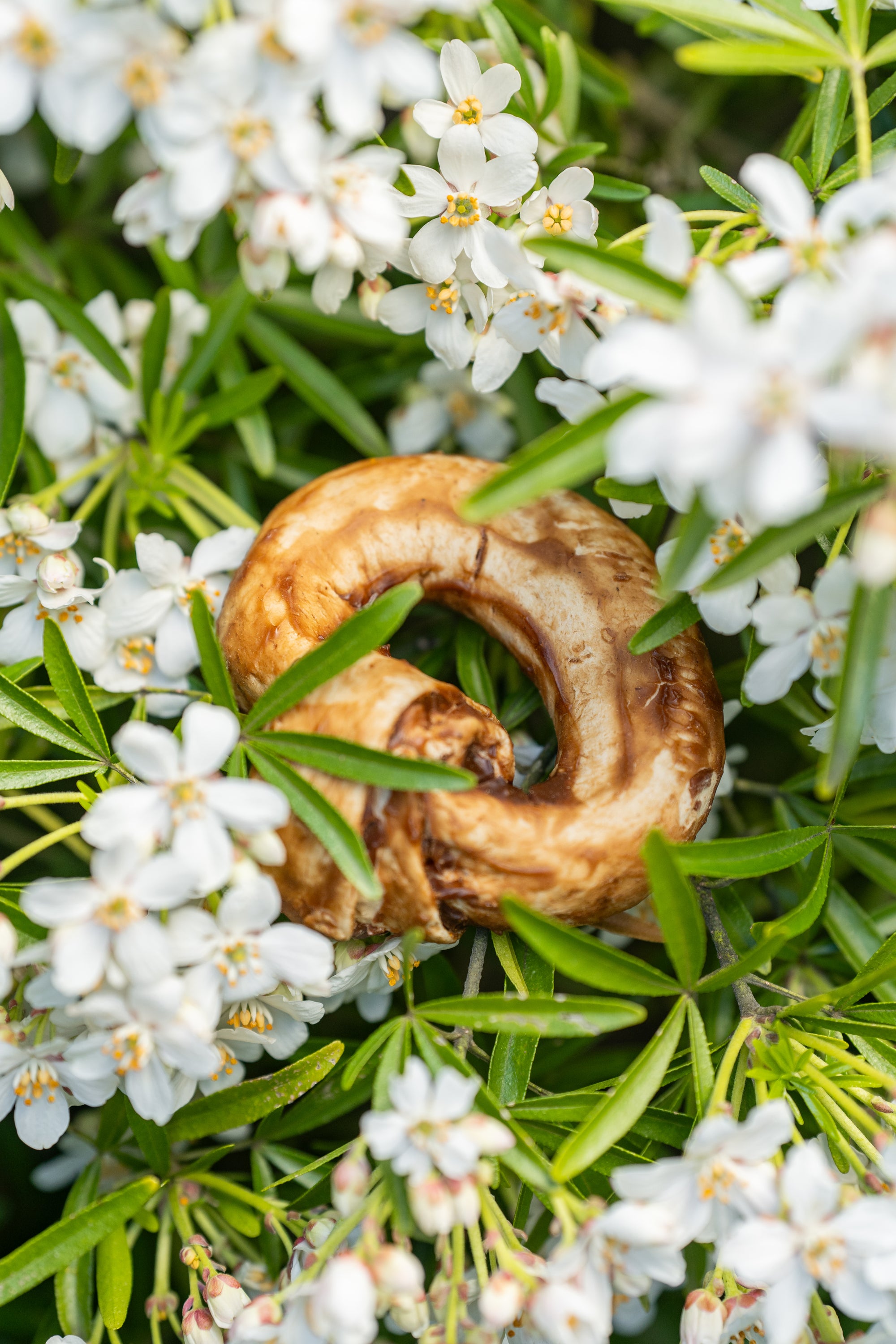 Buffalo Collagen Ring - Bodhi &amp; The Birchtree