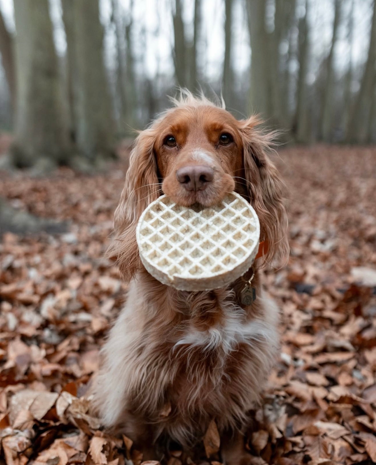 Large Collagen Waffle - Bodhi & The Birchtree