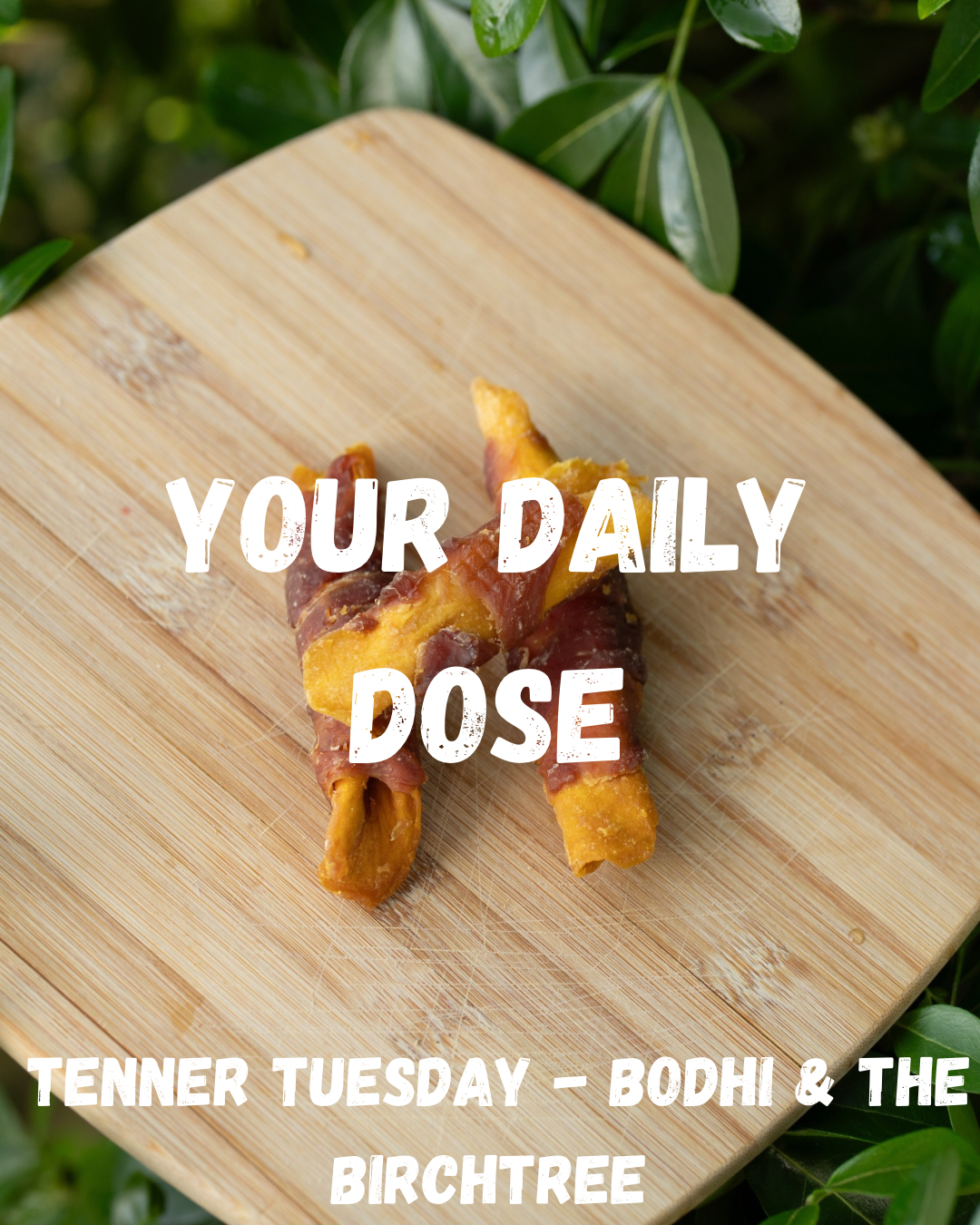 Your Daily Dose - Fiver Friday - Bodhi & The Birchtree