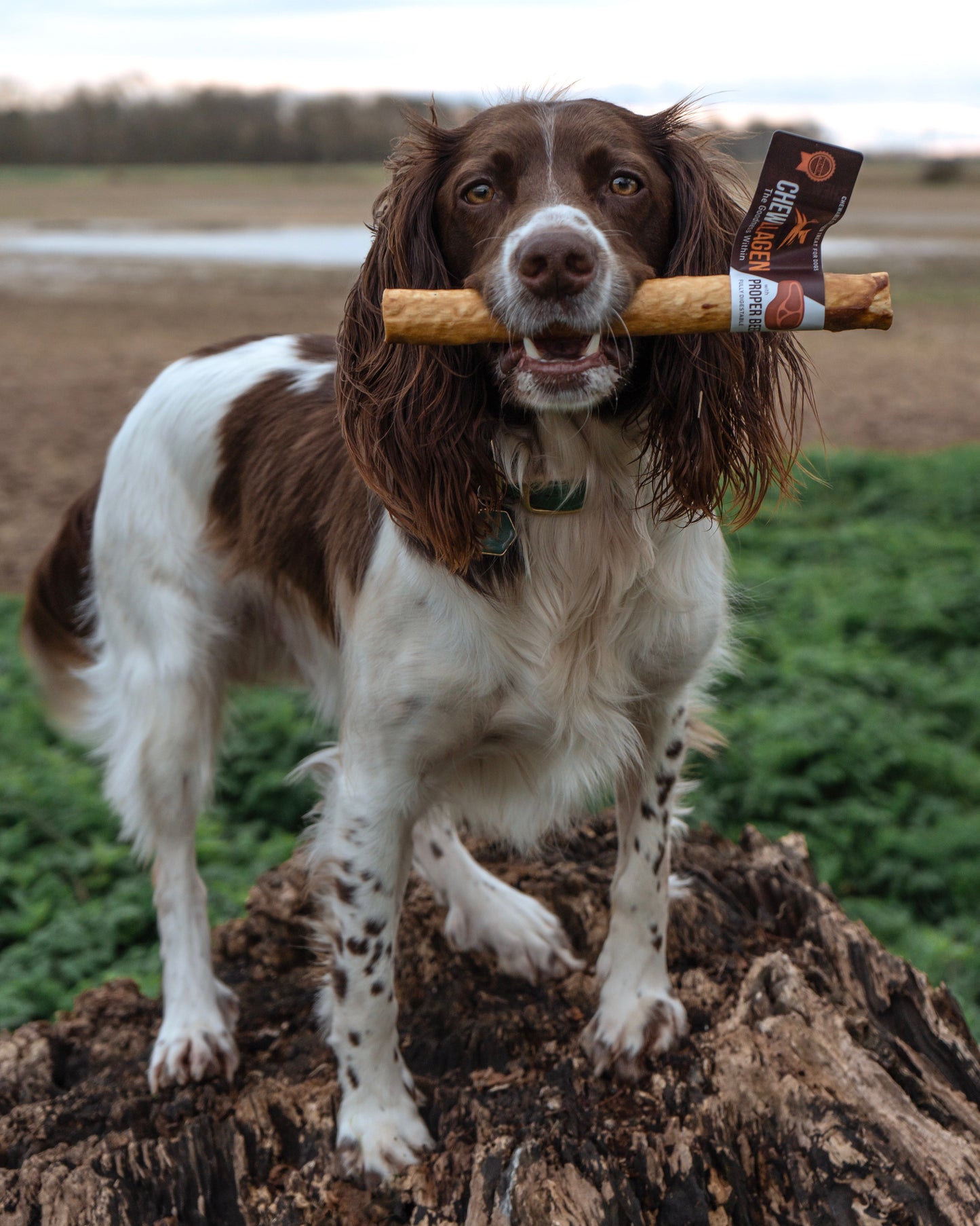 Chewllagen Beef Roll 10” - Bodhi & The Birchtree