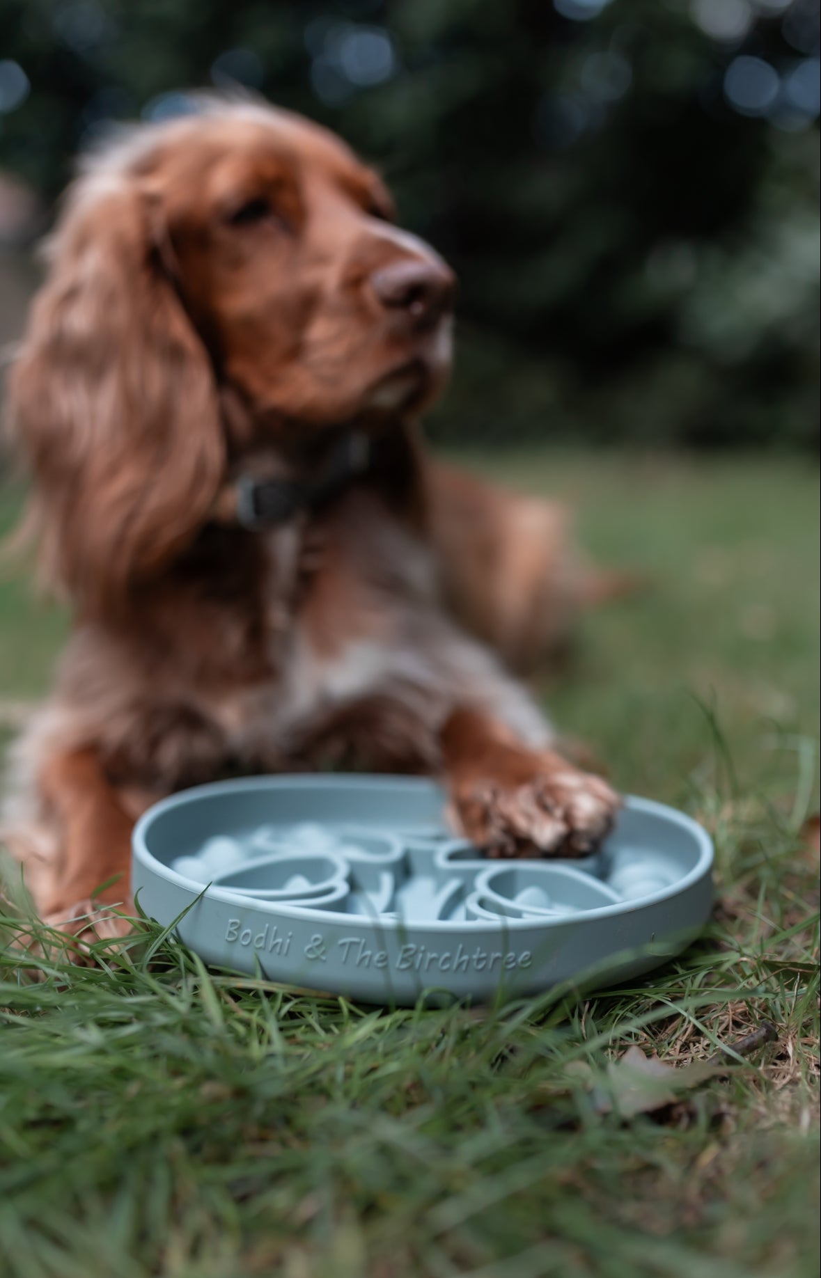 Bodhi & The Birchtree The Evergreen Collection - Alpine Slow Feeder Bowl - Bodhi & The Birchtree