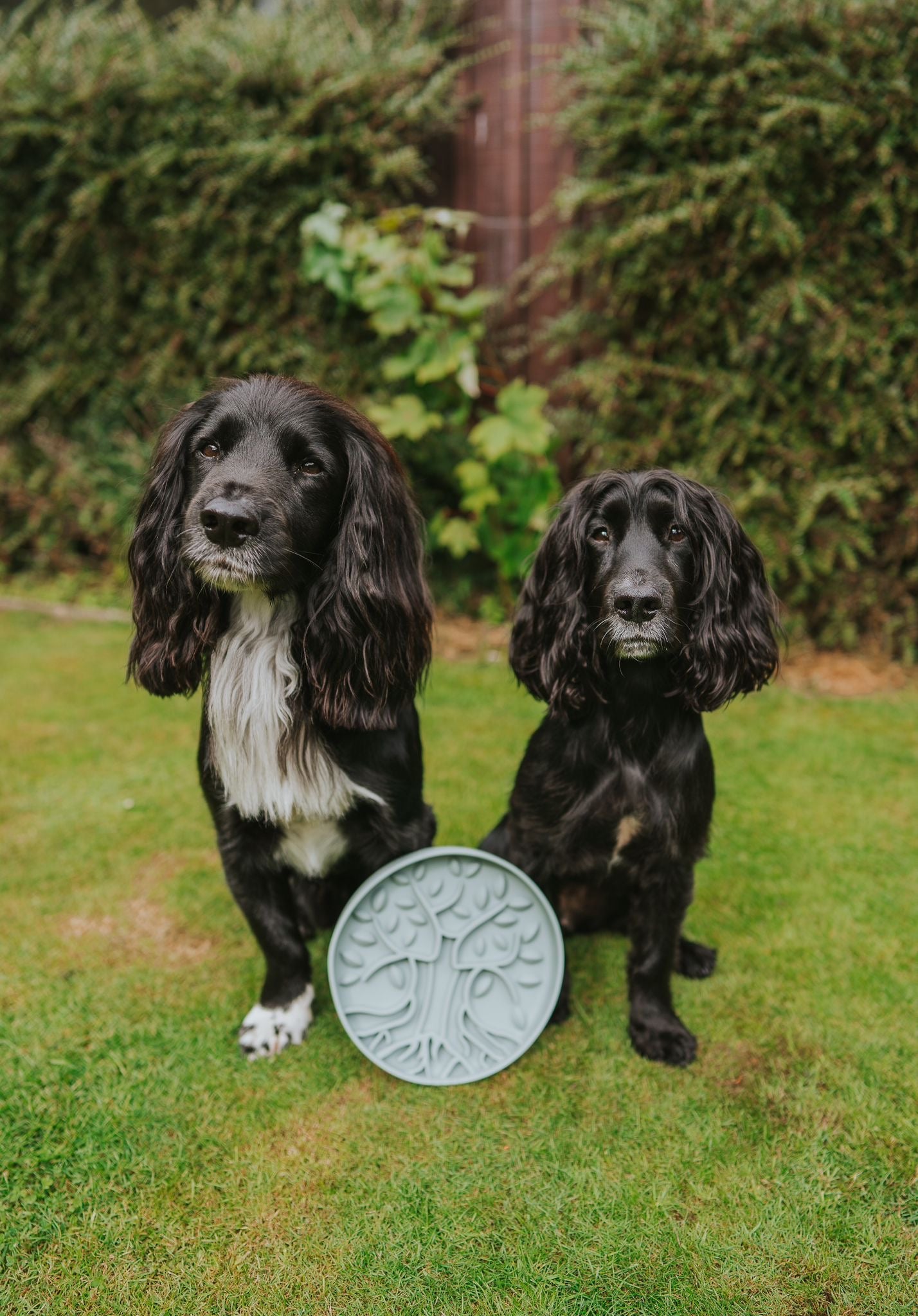 Bodhi & The Birchtree The Evergreen Collection - Alpine Slow Feeder Bowl