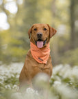 Peach Stripe Summer Cooling Bandana - Bodhi & The Birchtree