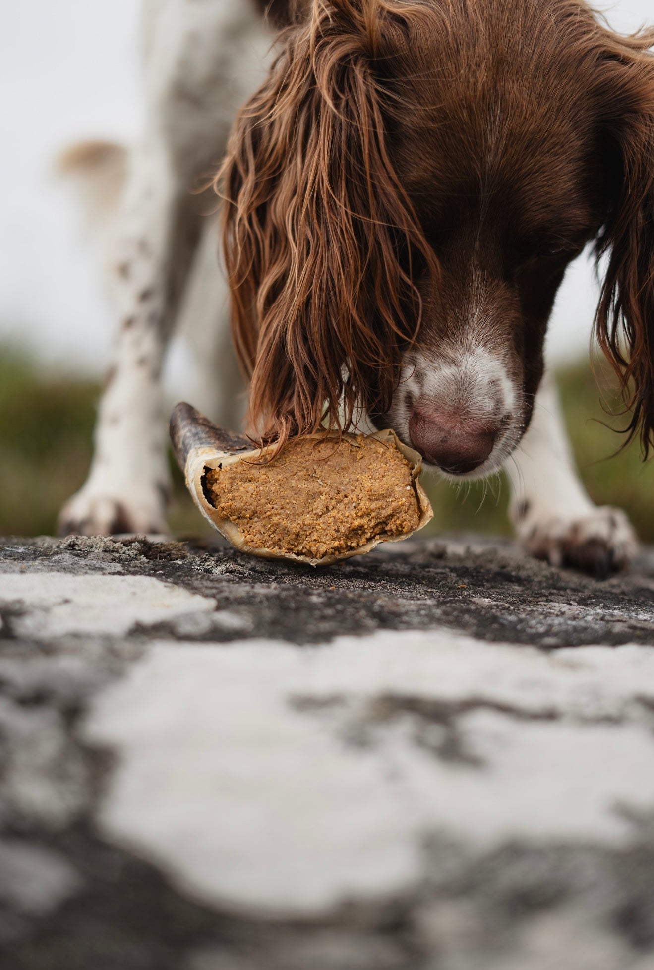Peanut Butter Filled Calf Hooves - Bodhi & The Birchtree