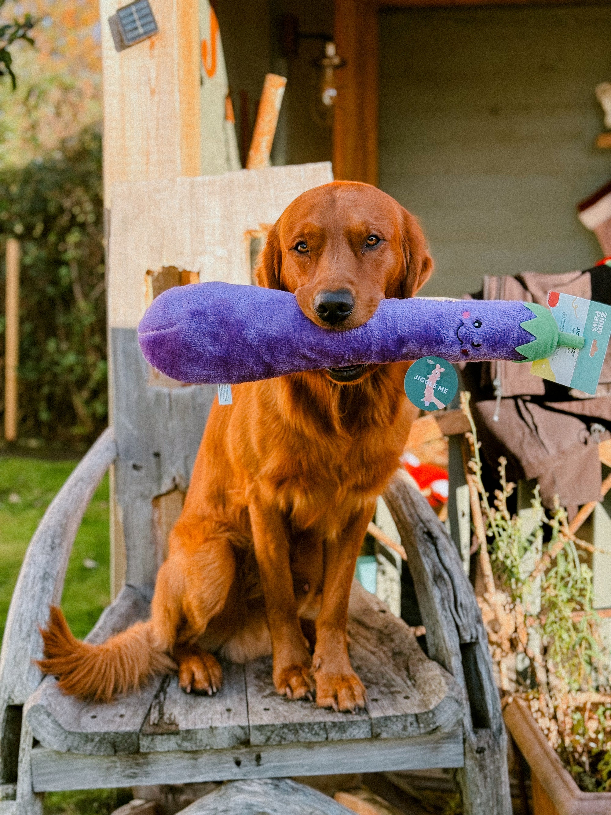 Zippy Paws Jigglerz Eggplant Toy - Bodhi & The Birchtree