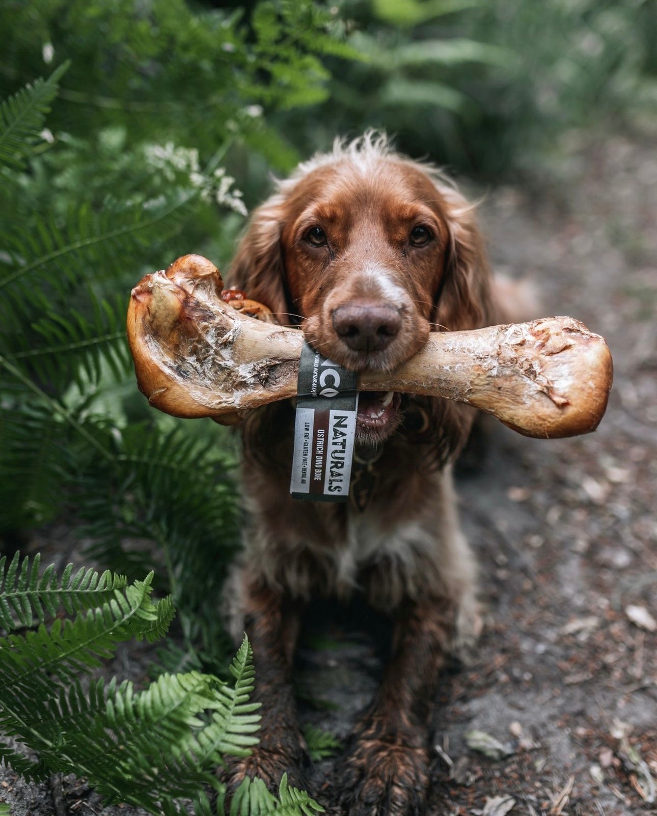 Ostrich Dino Bone - Tenner Tuesday