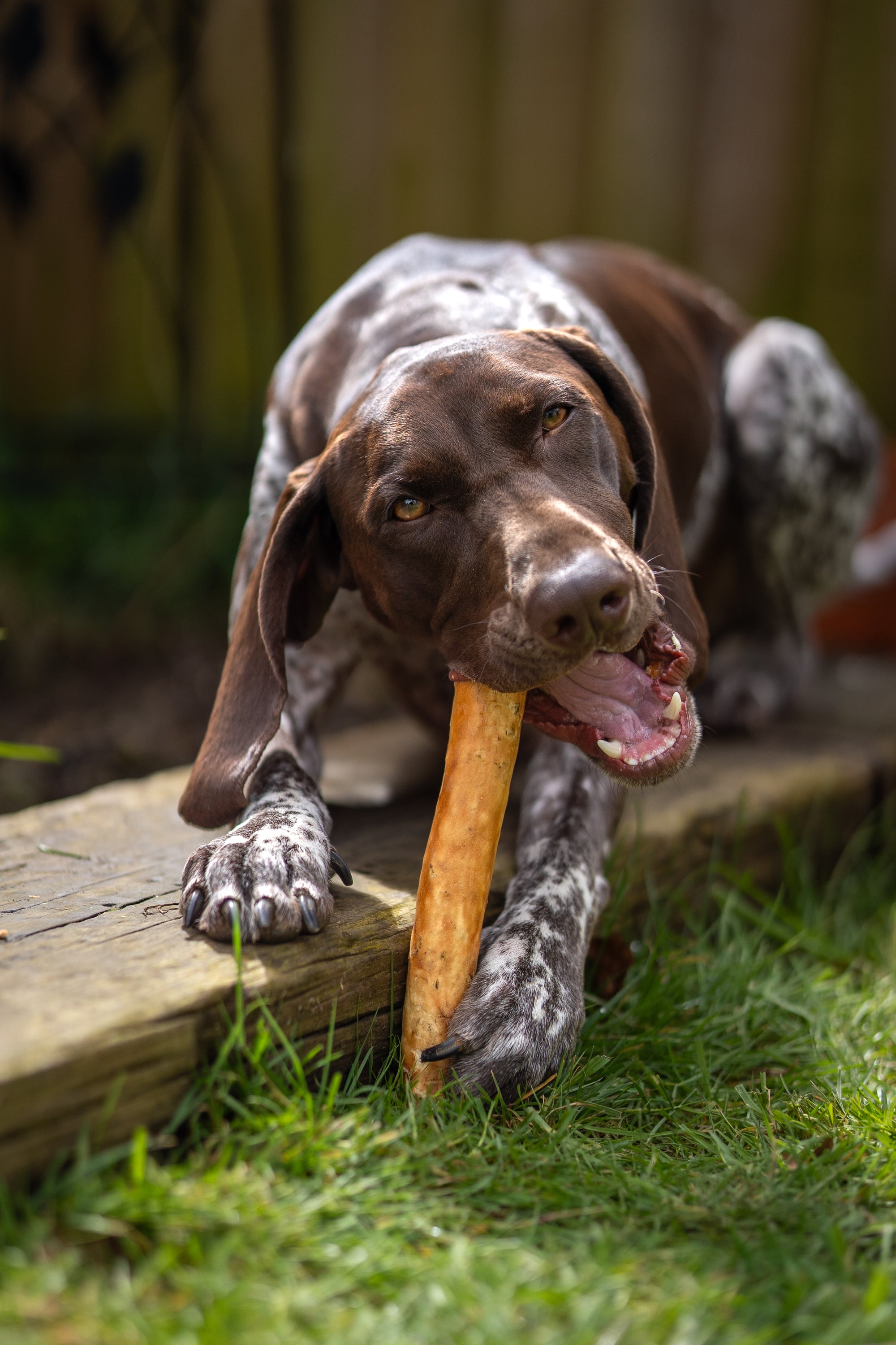 Chewllagen Chicken Roll 10” - Bodhi & The Birchtree