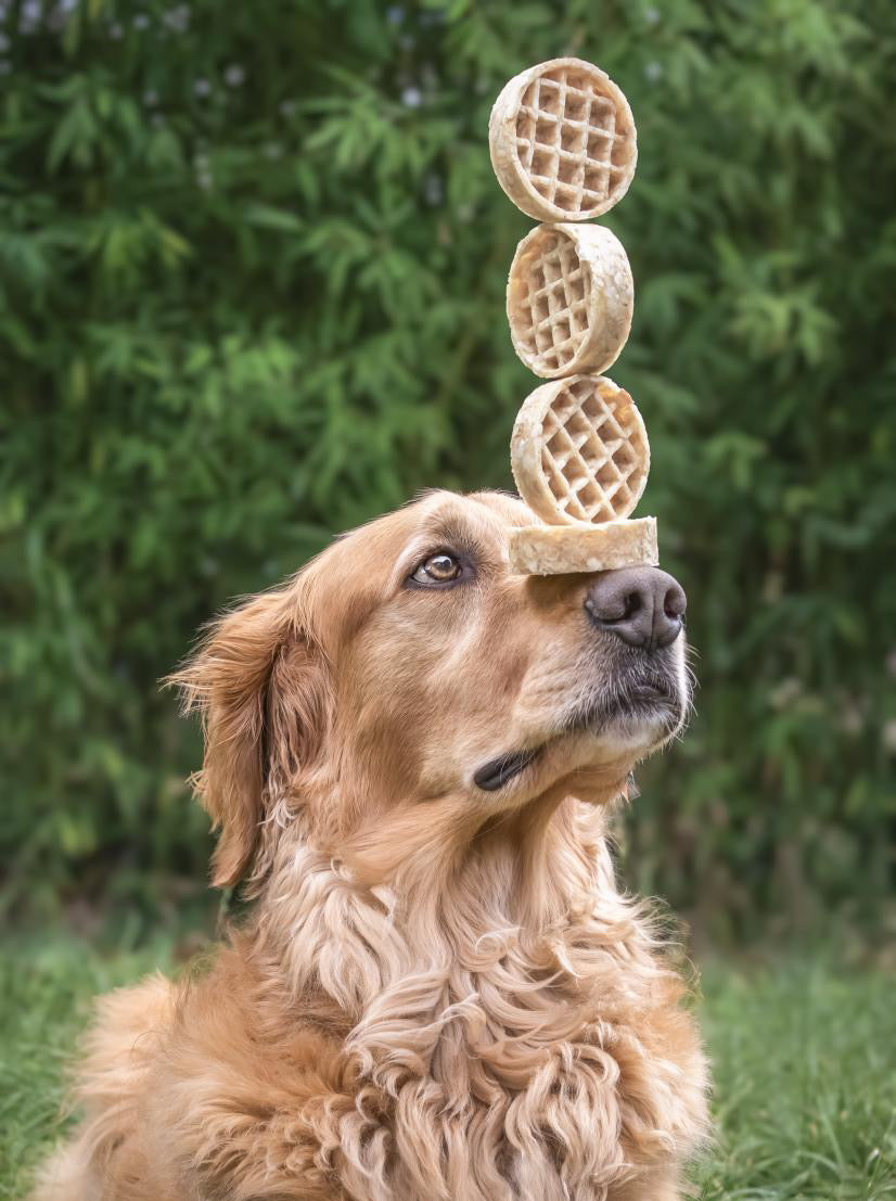 Collagen Waffle