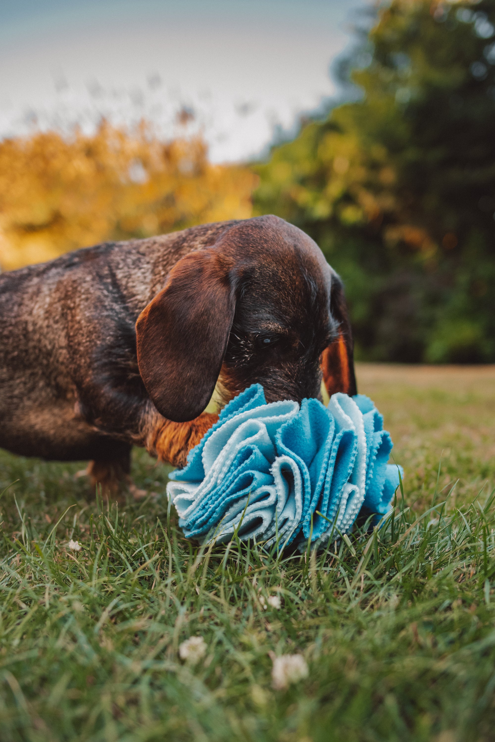 Bodhi & The Birchtree Standard Blue Snuffle Ball - Bodhi & The Birchtree