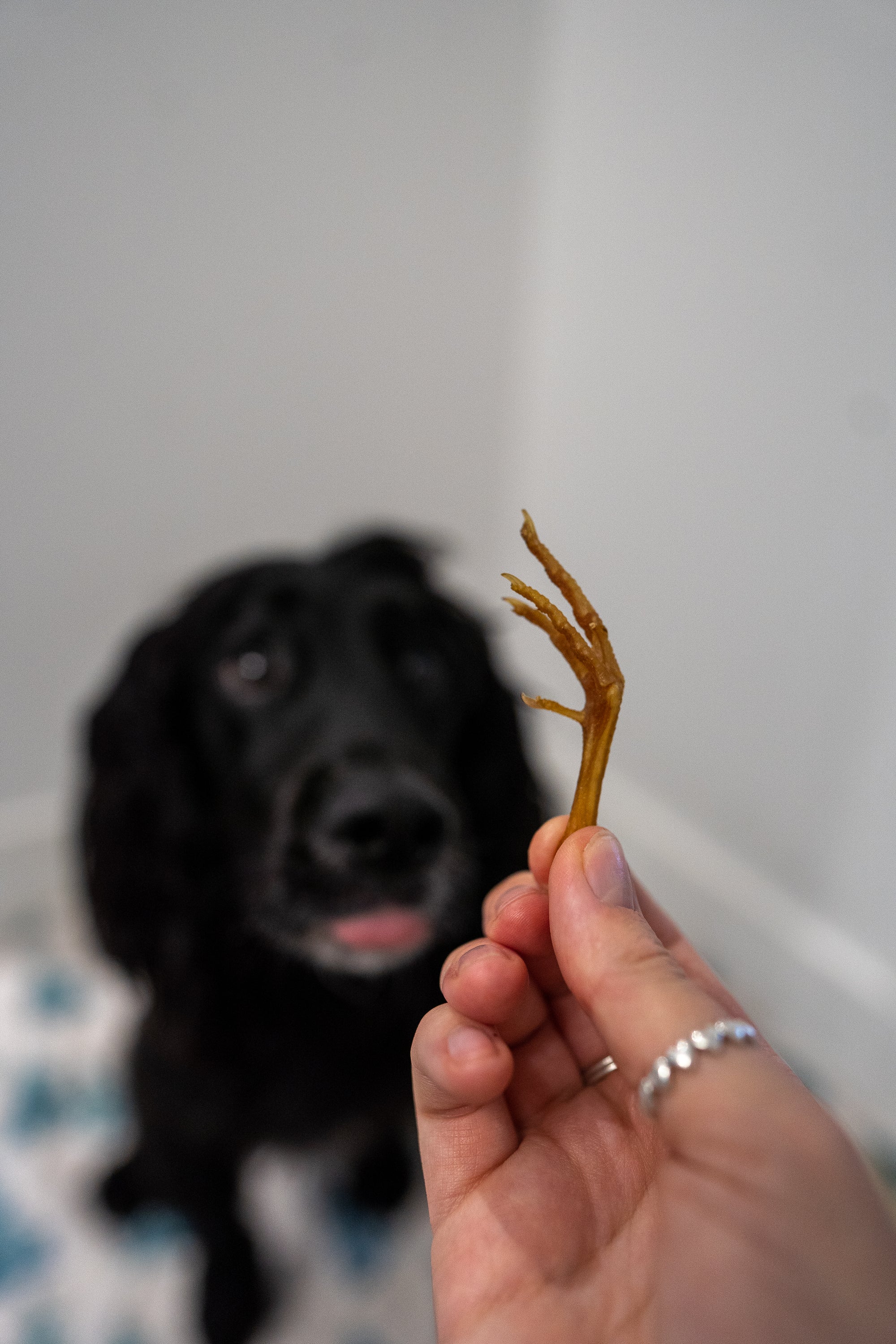 Quails Feet 30G (approx 26 feet) - Bodhi & The Birchtree