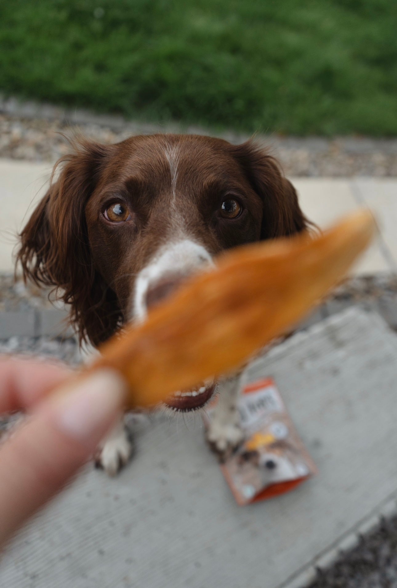 Mango Chews 80g - Bodhi & The Birchtree