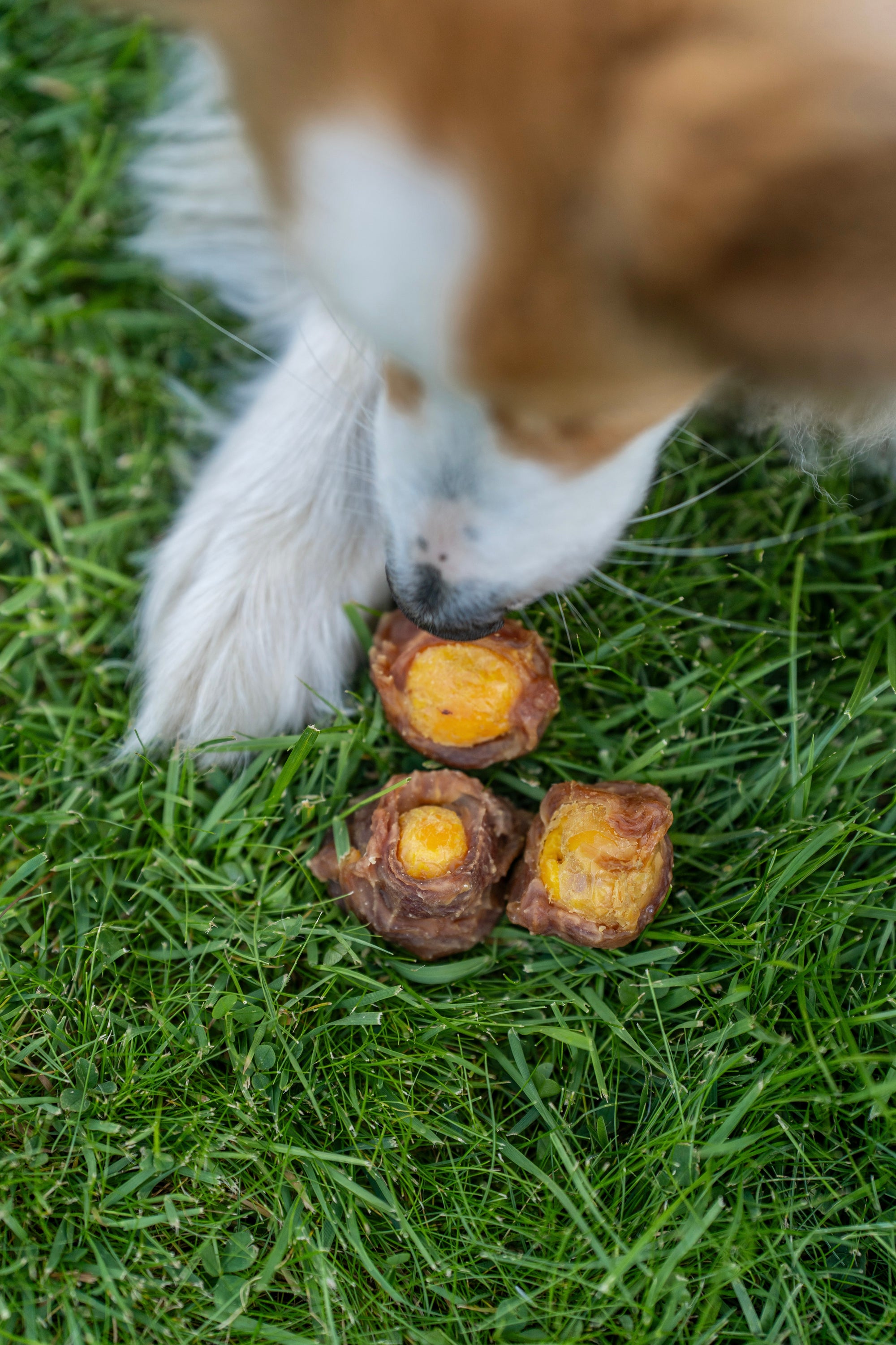 Egg Yolk Wrapped In Duck - Bodhi &amp; The Birchtree