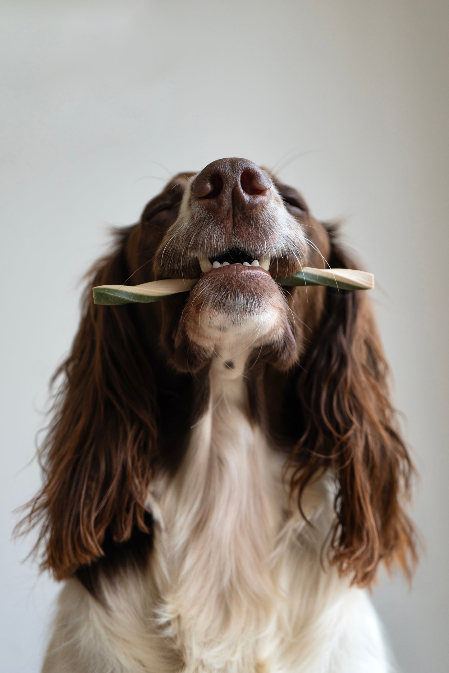 Bodhi & The Birchtree Veggie Twists Nab Bag - Bodhi & The Birchtree