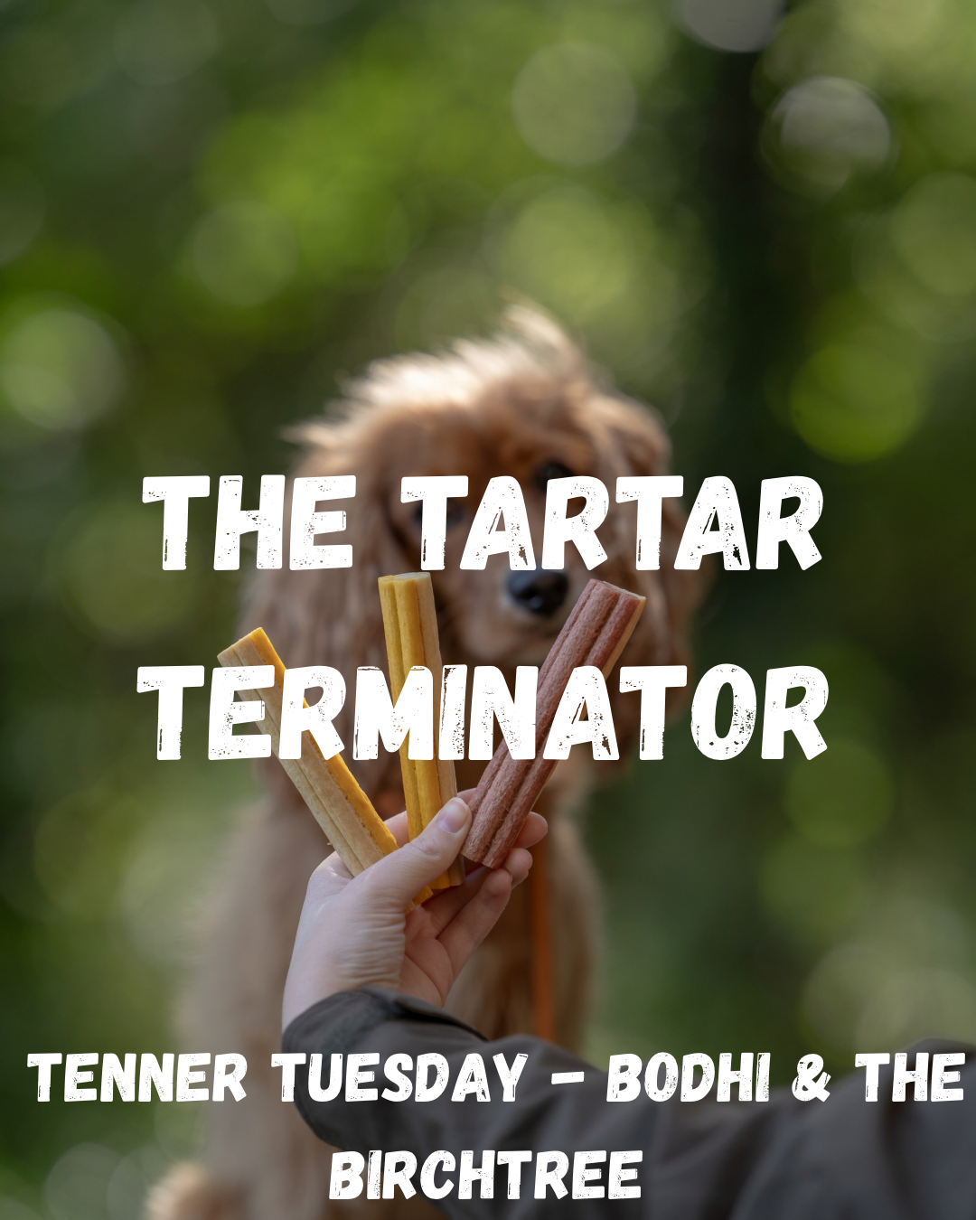 The Tartar Terminator - Fiver Friday - Bodhi & The Birchtree