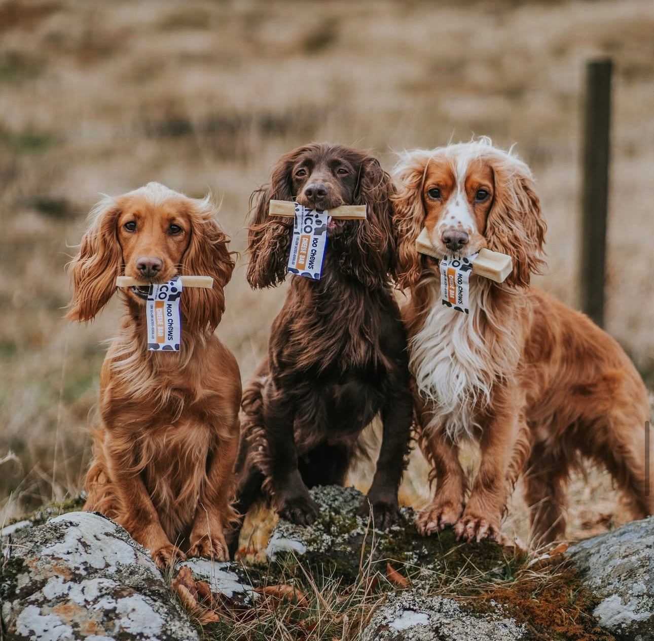 Anco Medium Moo Chew - Fiver Friday - Bodhi & The Birchtree