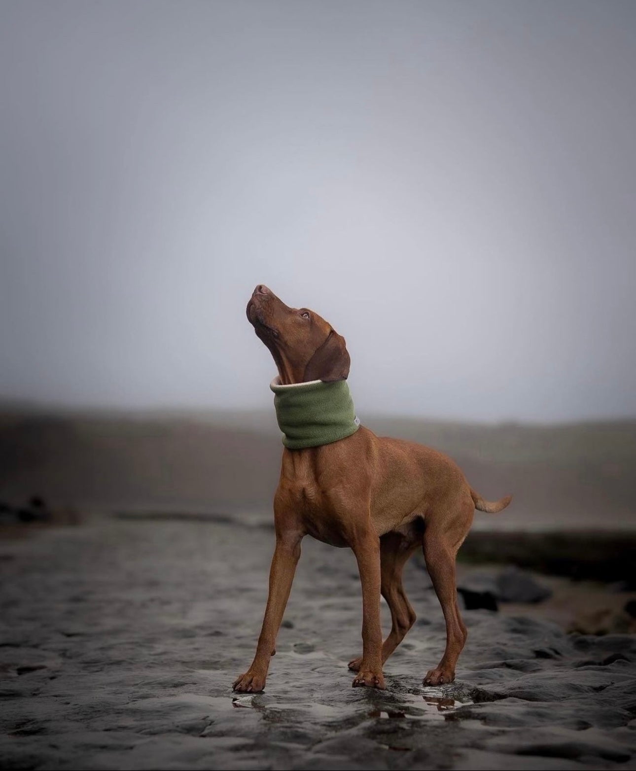 Bodhi & The Birchtree Moss Green Polar Fleece Snood - Bodhi & The Birchtree