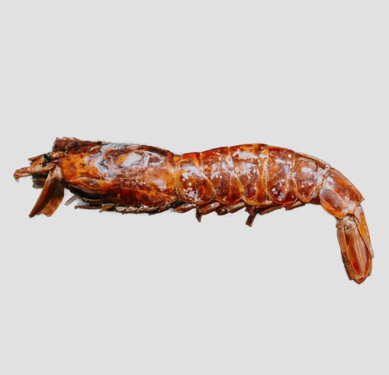 Dehydrated Argentine Red Shrimp - Bodhi & The Birchtree