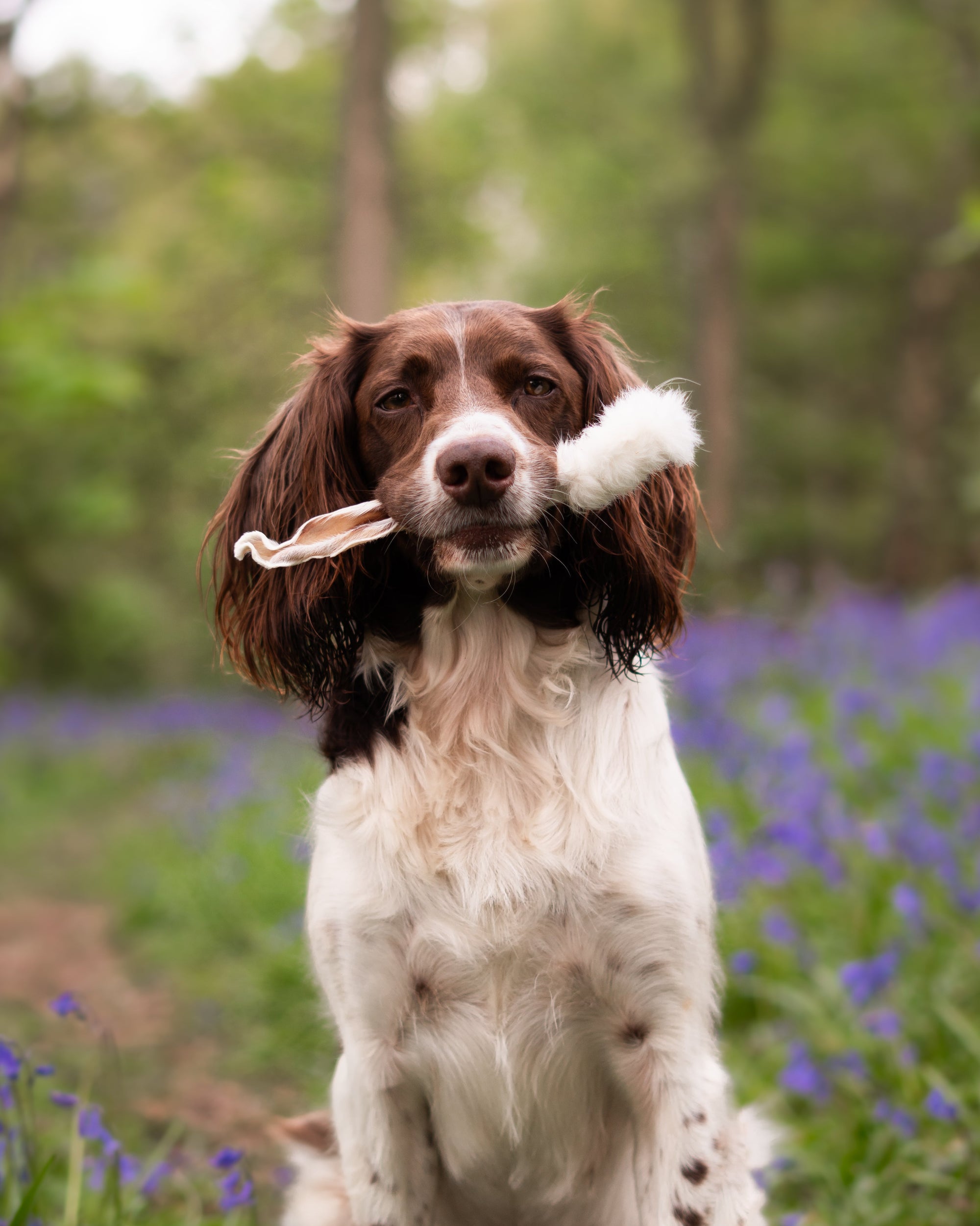 10 Hairy Rabbit Ears - Fiver Friday