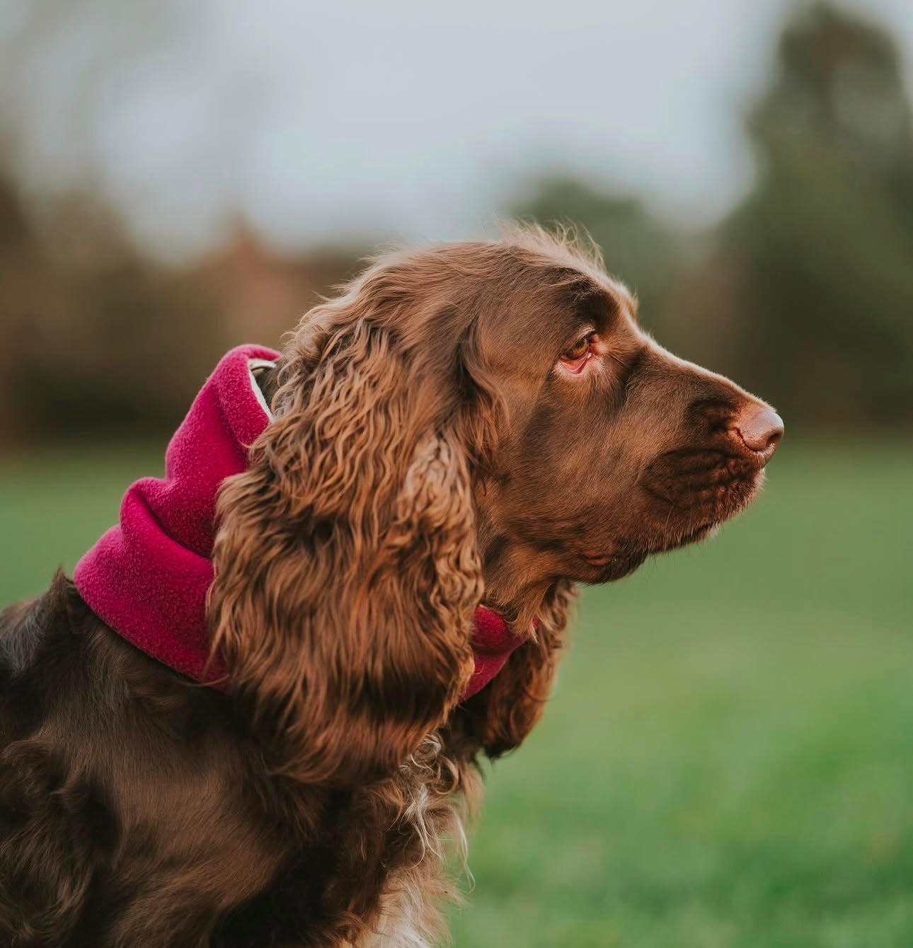 Bodhi & The Birchtree Wine Dog Snood