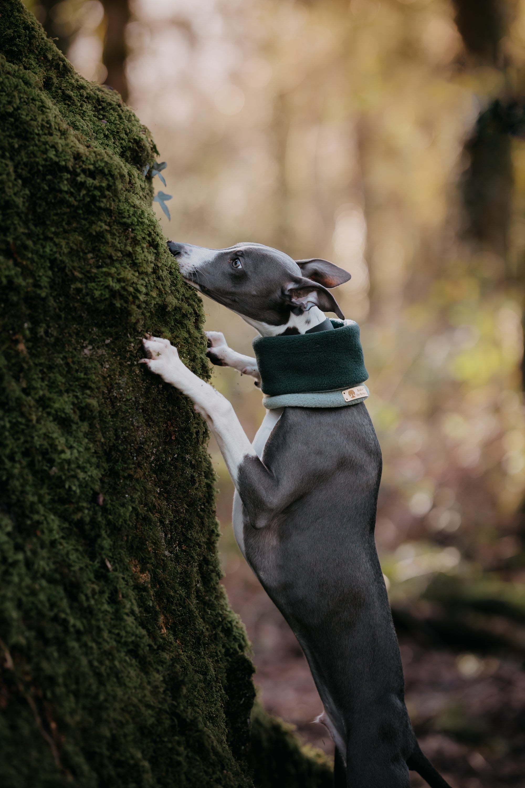 Limited Edition ‘The Nimble’ Sage & Bottle Green Polar Fleece Snood - Bodhi & The Birchtree