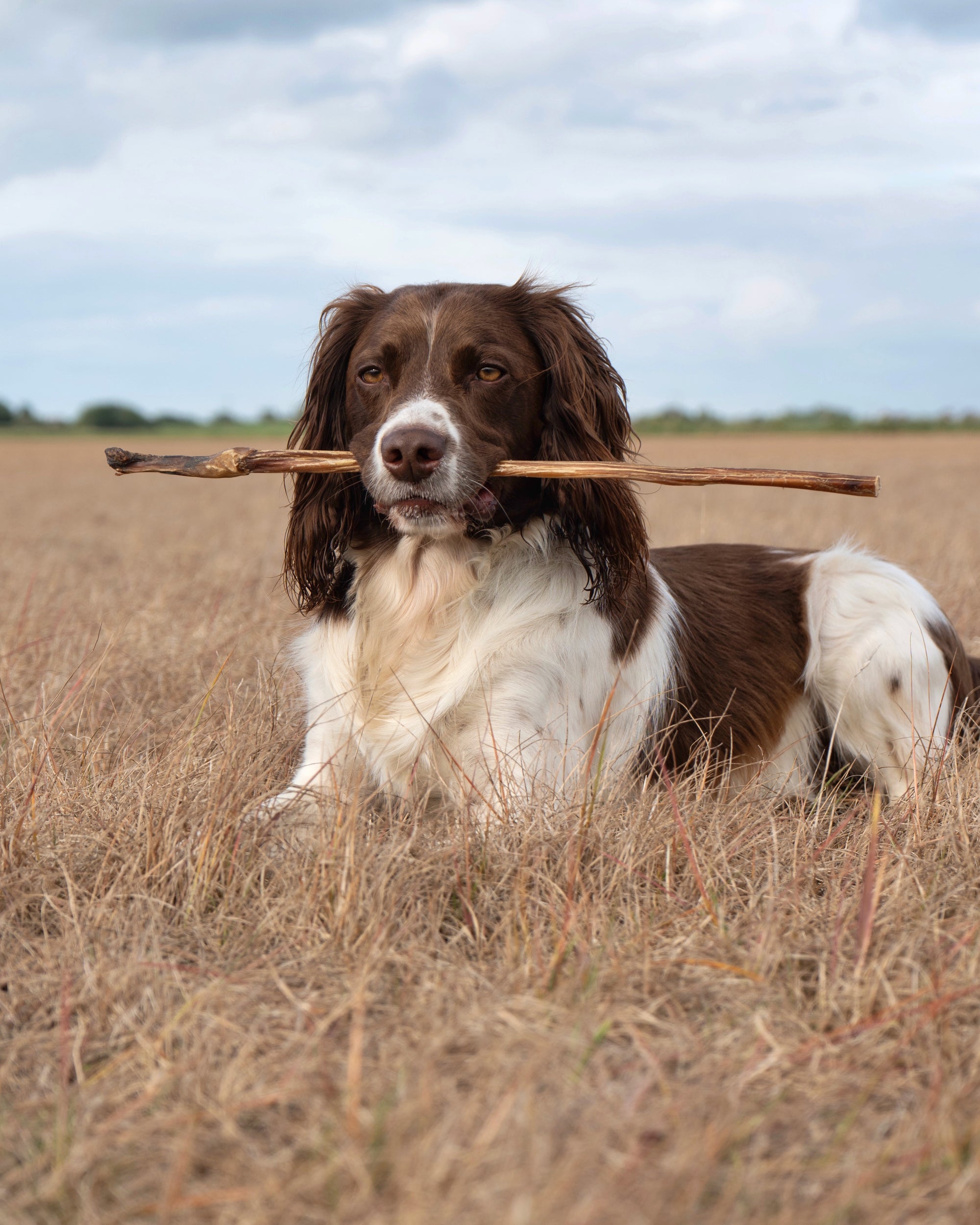 Calf Pizzle - Bodhi &amp; The Birchtree