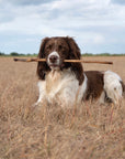 Calf Pizzle - Bodhi & The Birchtree