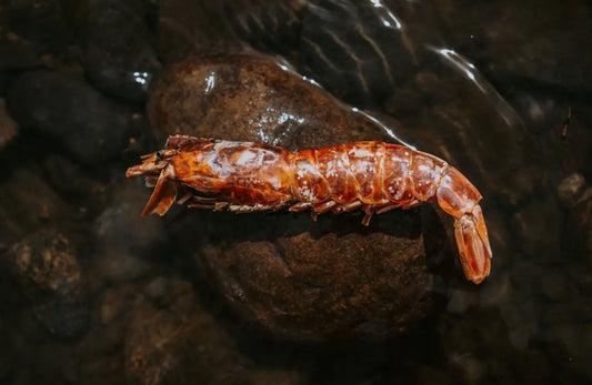 Dehydrated Argentine Red Shrimp - Bodhi & The Birchtree