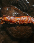 Dehydrated Argentine Red Shrimp - Bodhi & The Birchtree