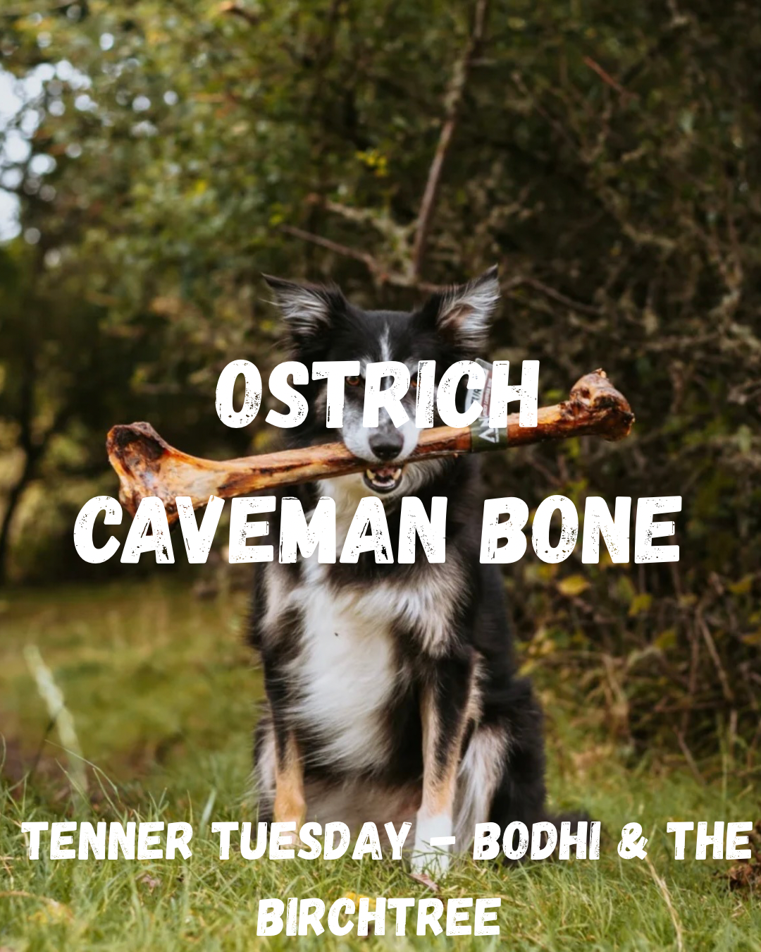Ostrich Caveman Bone - Tenner Tuesday - Bodhi & The Birchtree