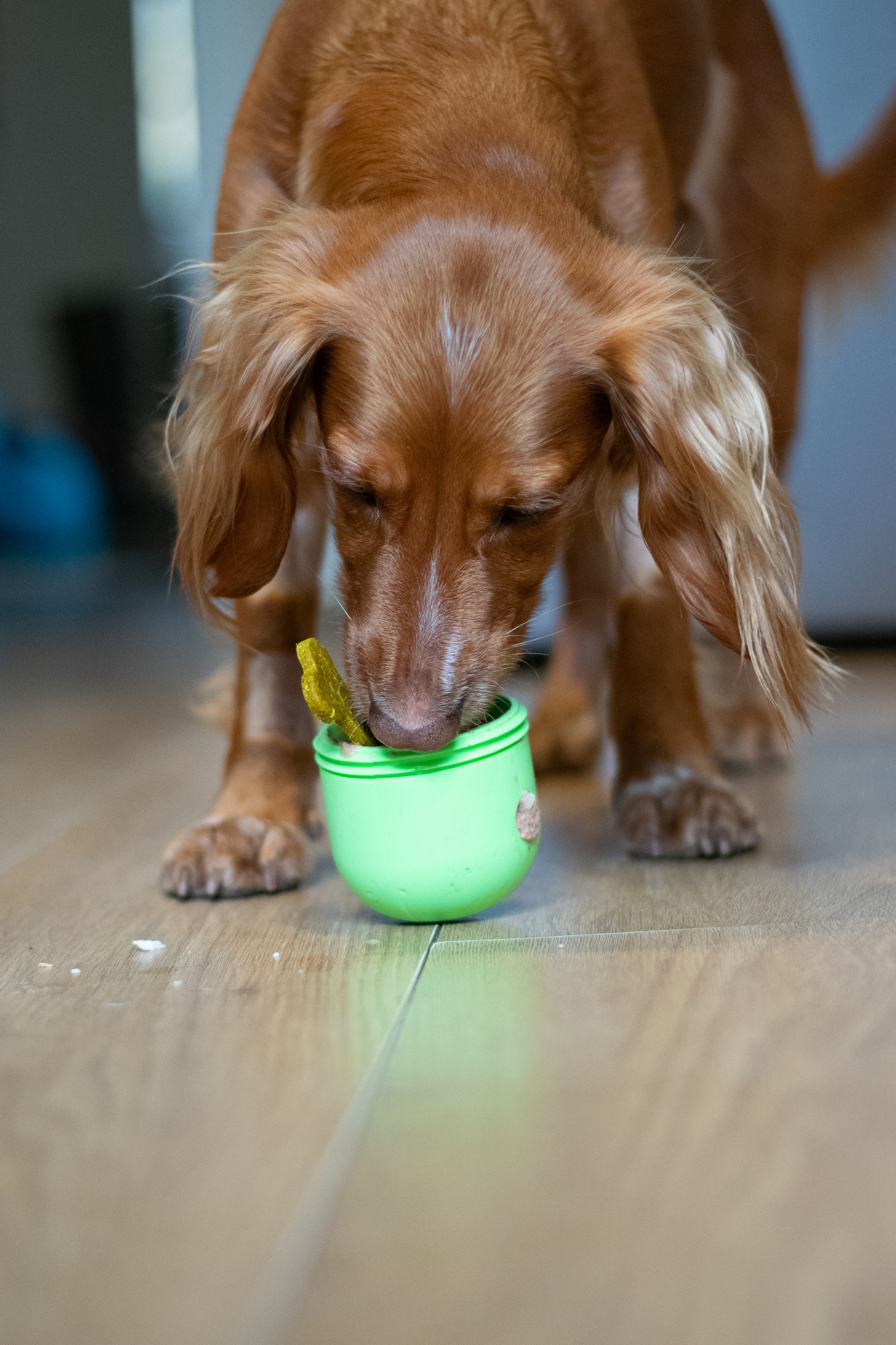 Food Dispenser &amp; Slow Feeder Light &amp; Spruce Green - Bodhi &amp; The Birchtree
