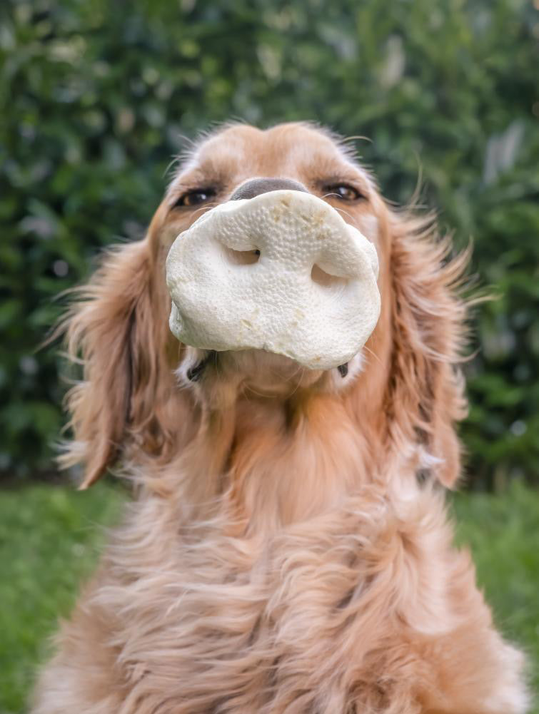 Puffed Porky Snouts (thin) - Bodhi & The Birchtree