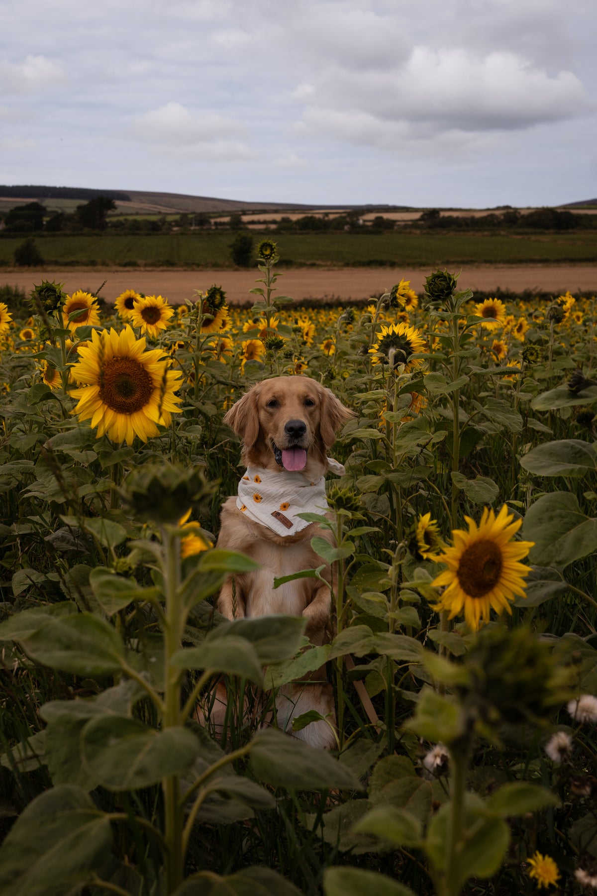 Sunflower Bandana
