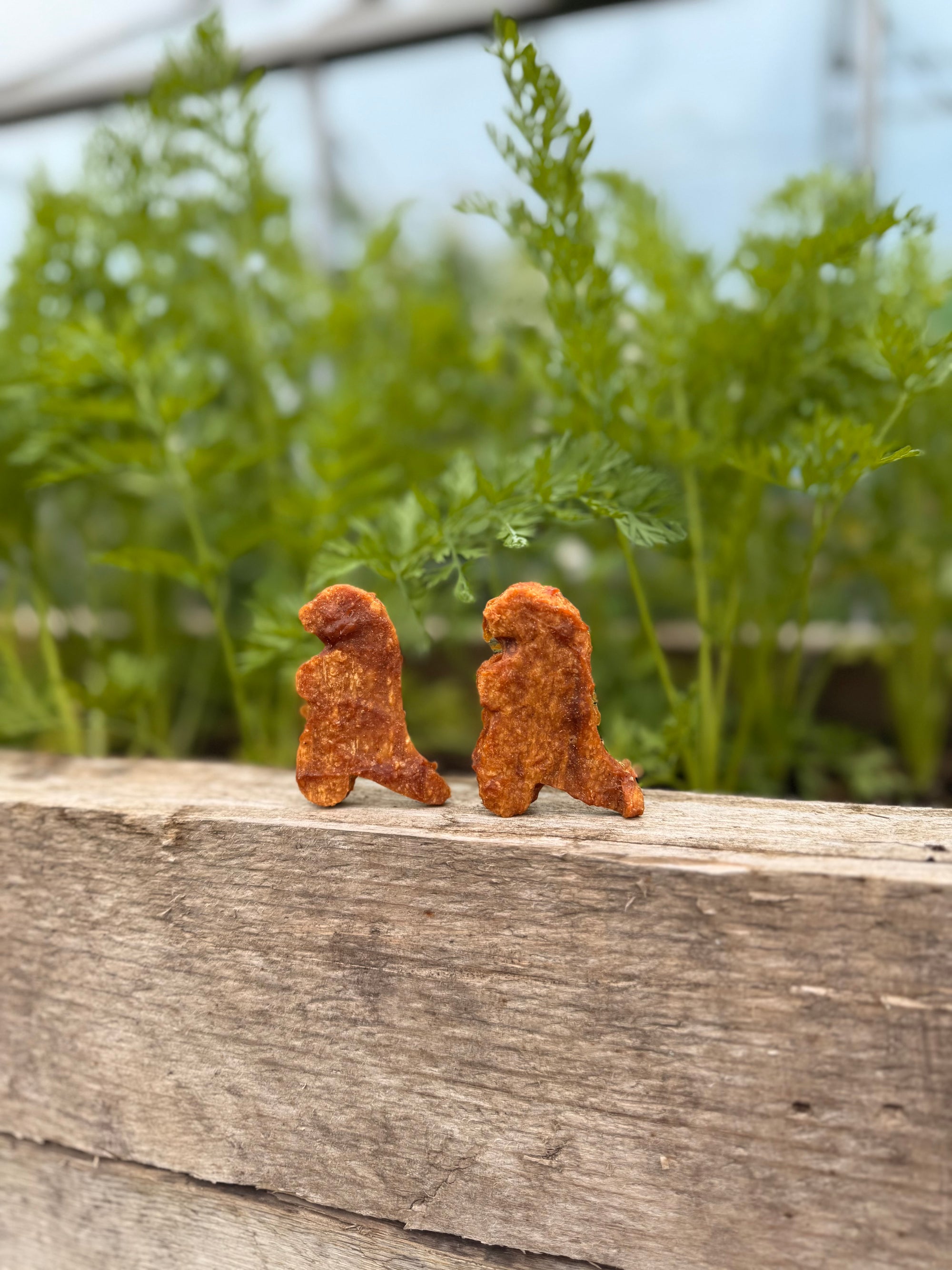 T Rex Dinosaur Nugget - Bodhi & The Birchtree