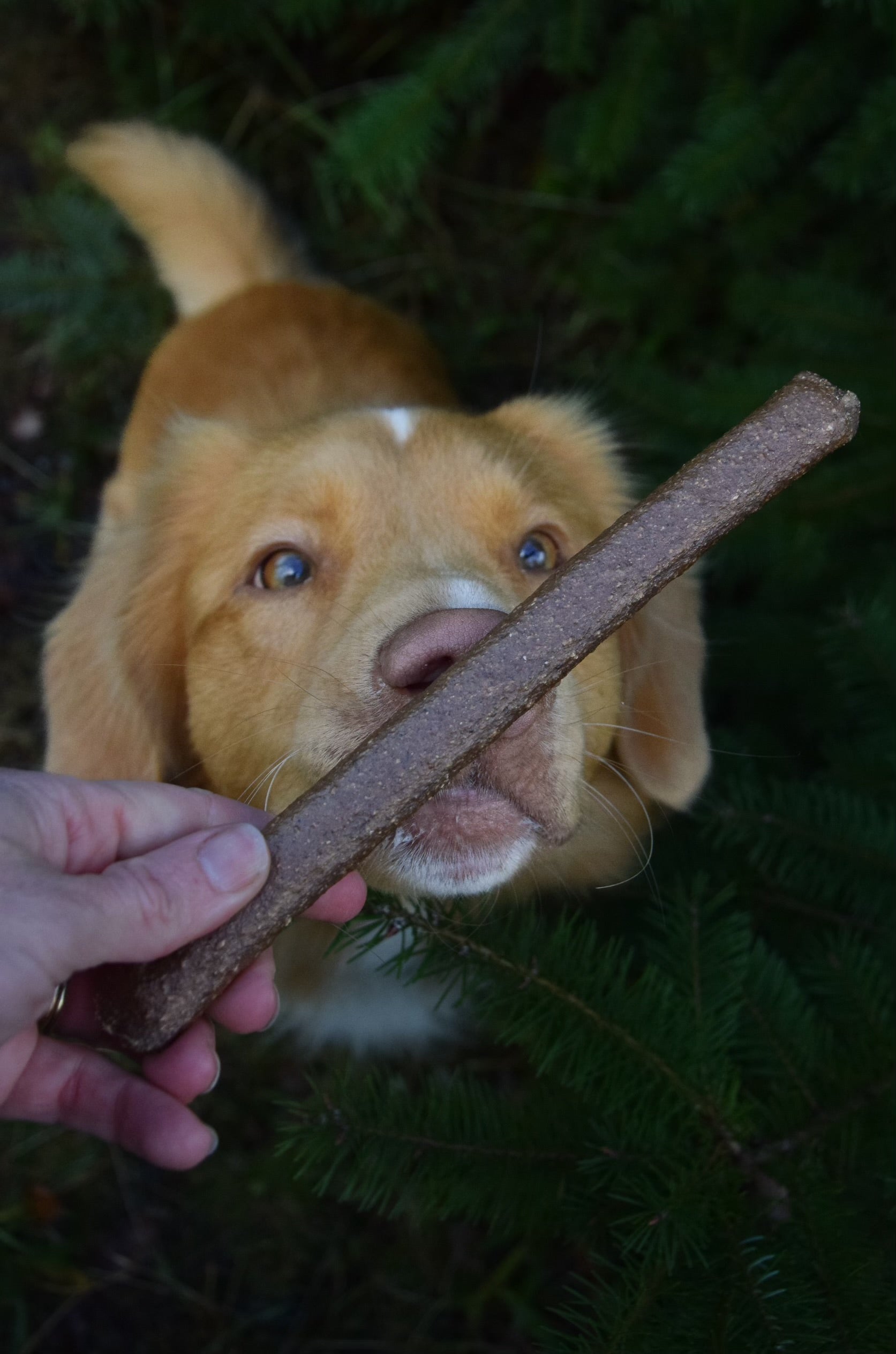 Mixed Flavour Broken Sausages 200g - Bodhi & The Birchtree