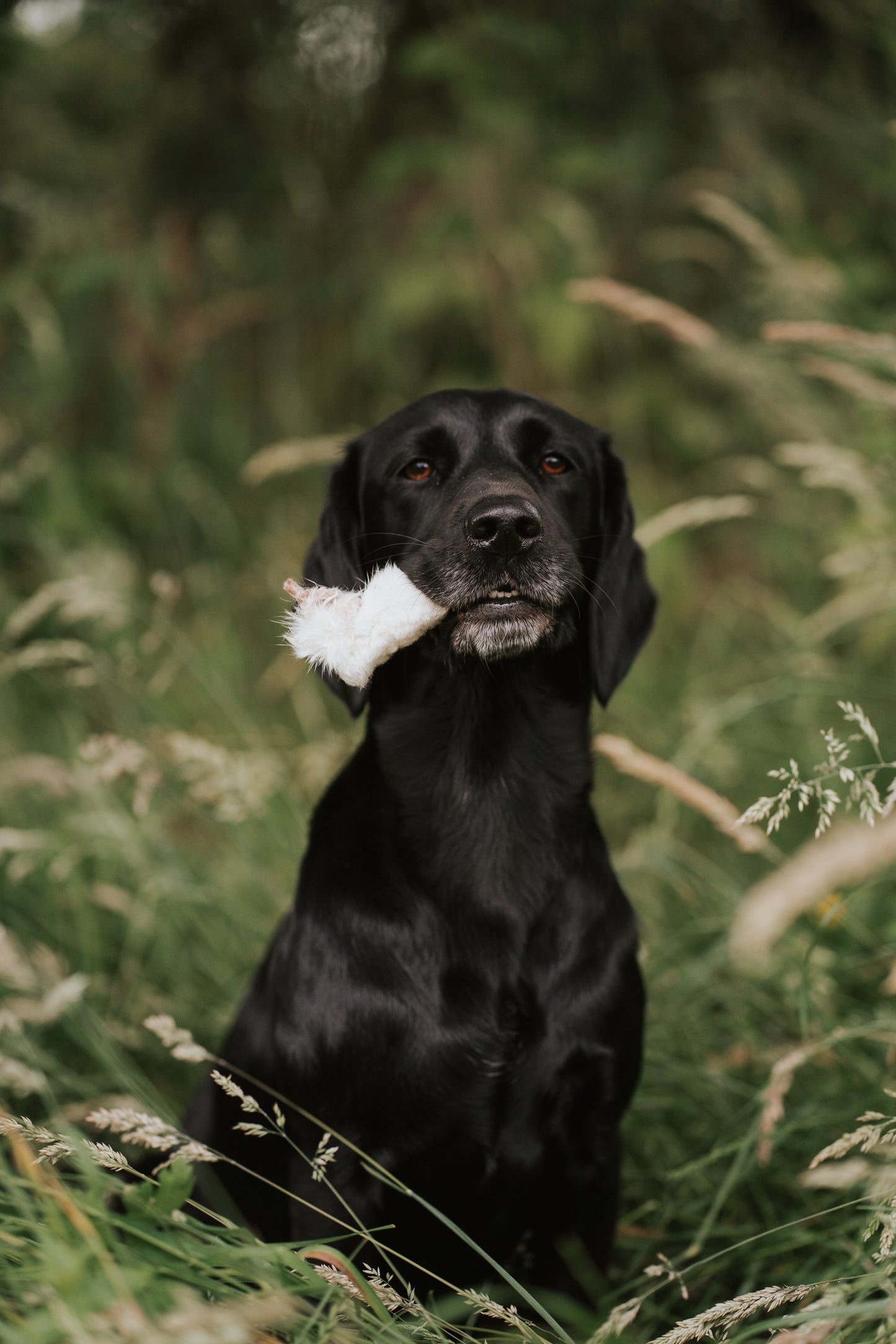 Bodhi & The Birchtree Rabbit Feet Nab Bag - Bodhi & The Birchtree