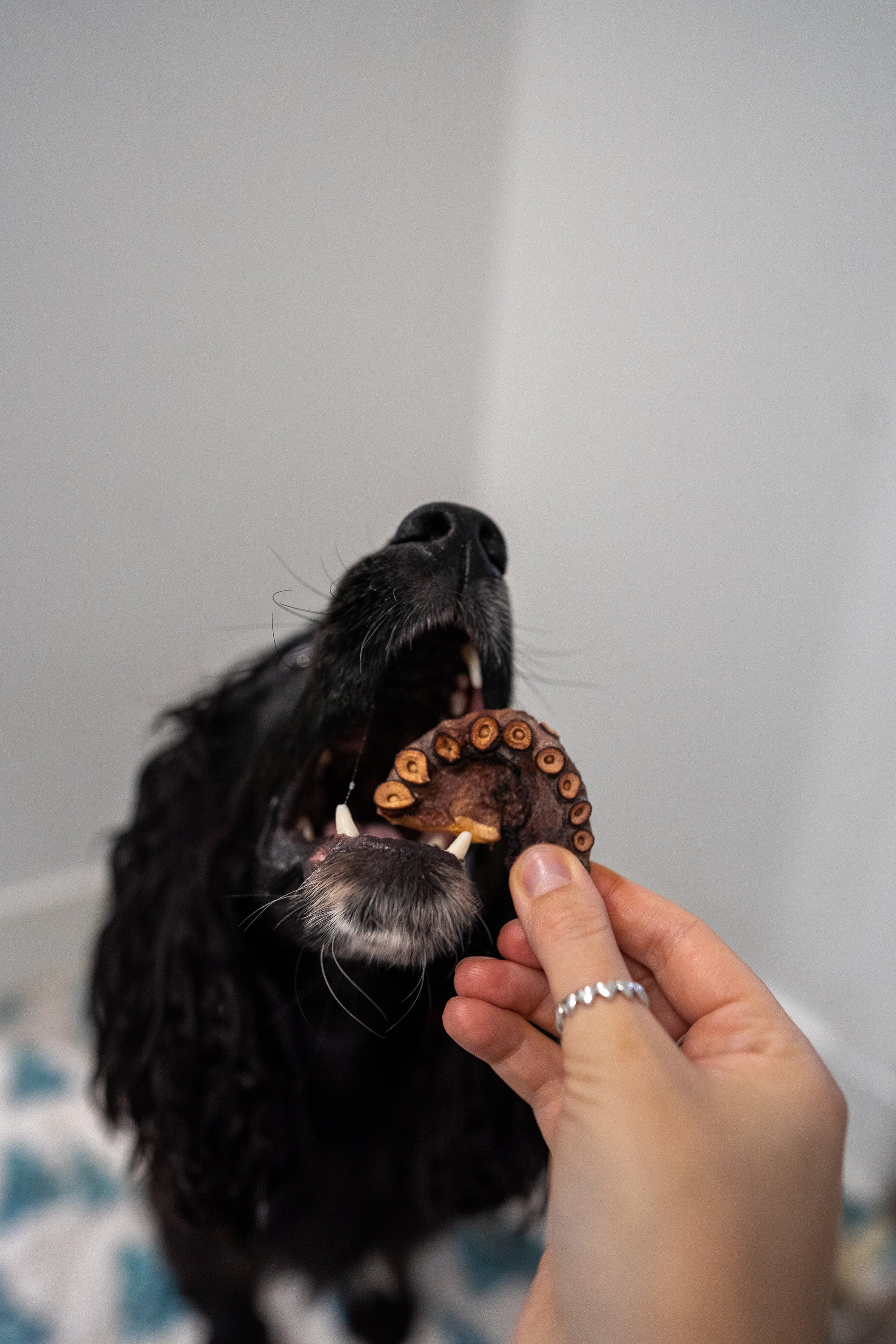 Freeze Dried Octopus Tentacle Pieces 20G - Bodhi & The Birchtree