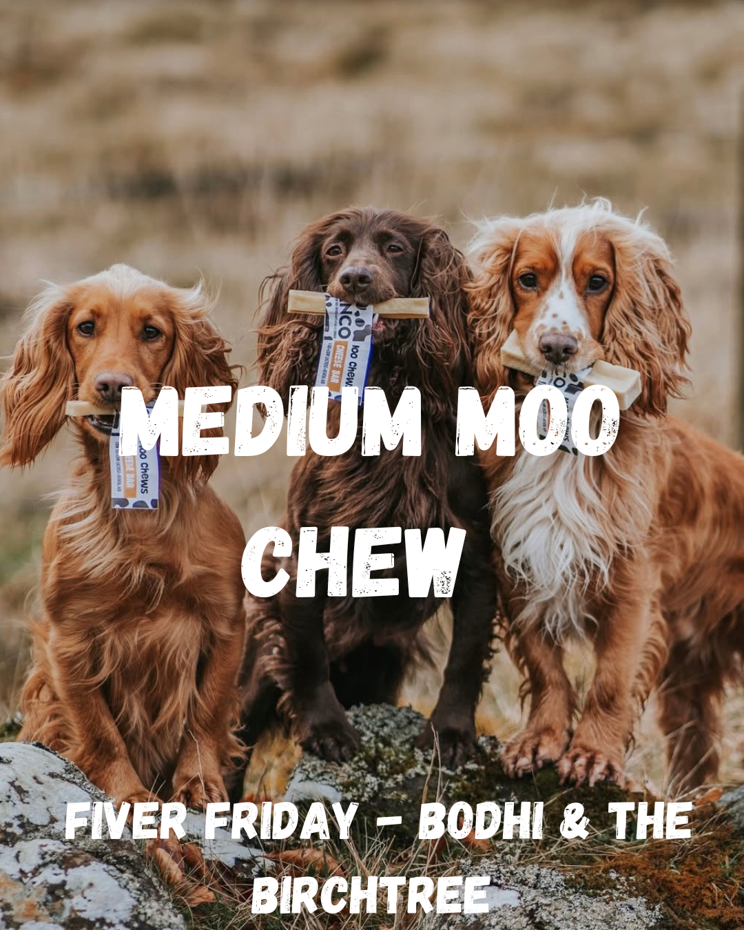 Anco Medium Moo Chew - Fiver Friday - Bodhi & The Birchtree