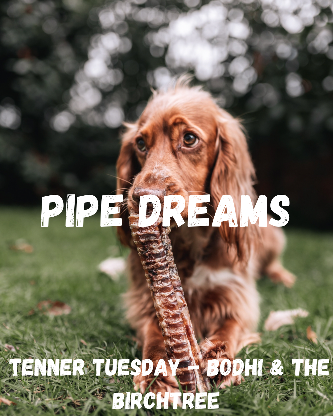 Pipe Dreams - Fiver Friday - 4 Beef Tracheas - Bodhi & The Birchtree