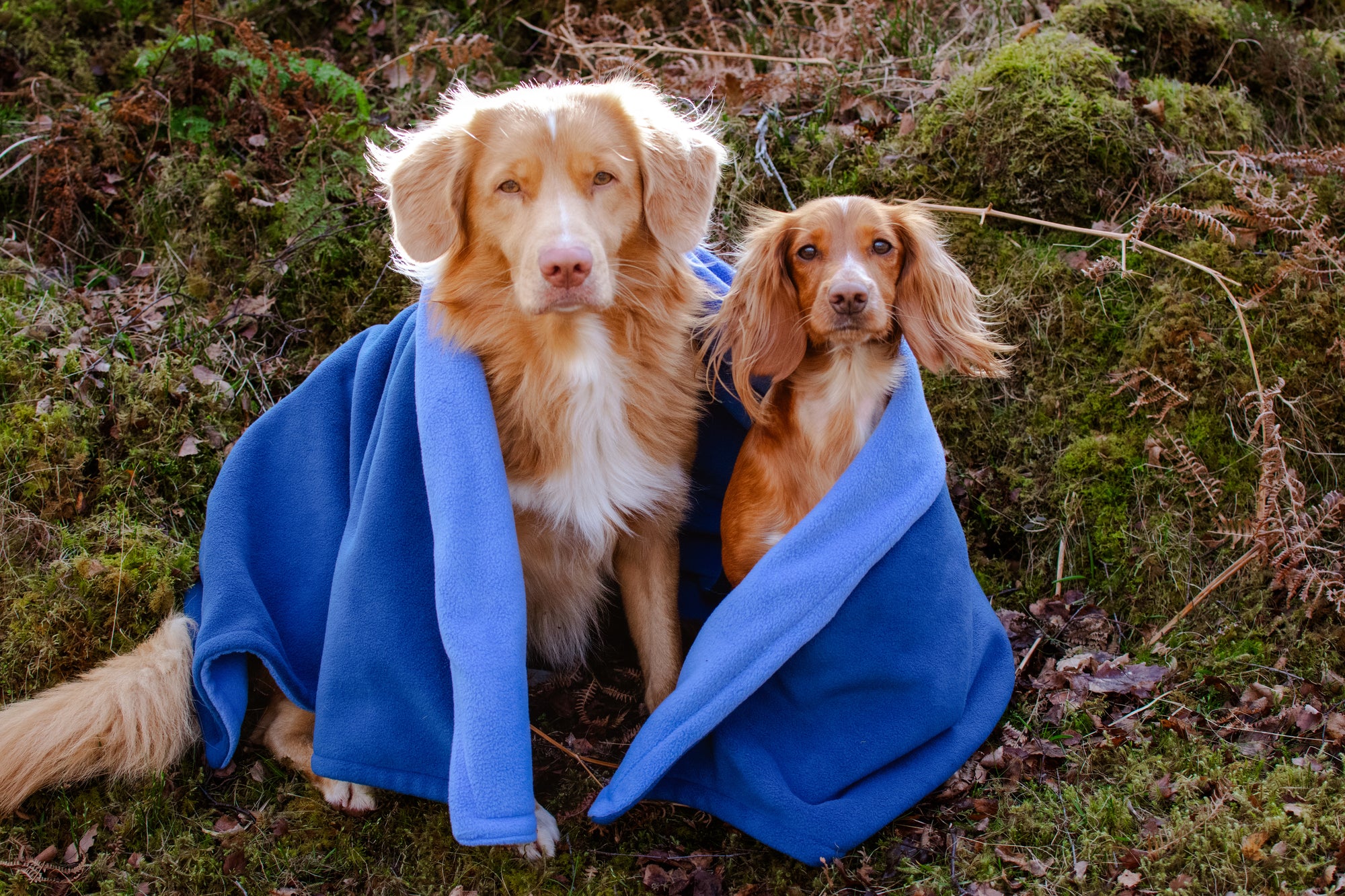 Dark Petrol & Dark Sky Human Polar Fleece Blanket - Bodhi & The Birchtree