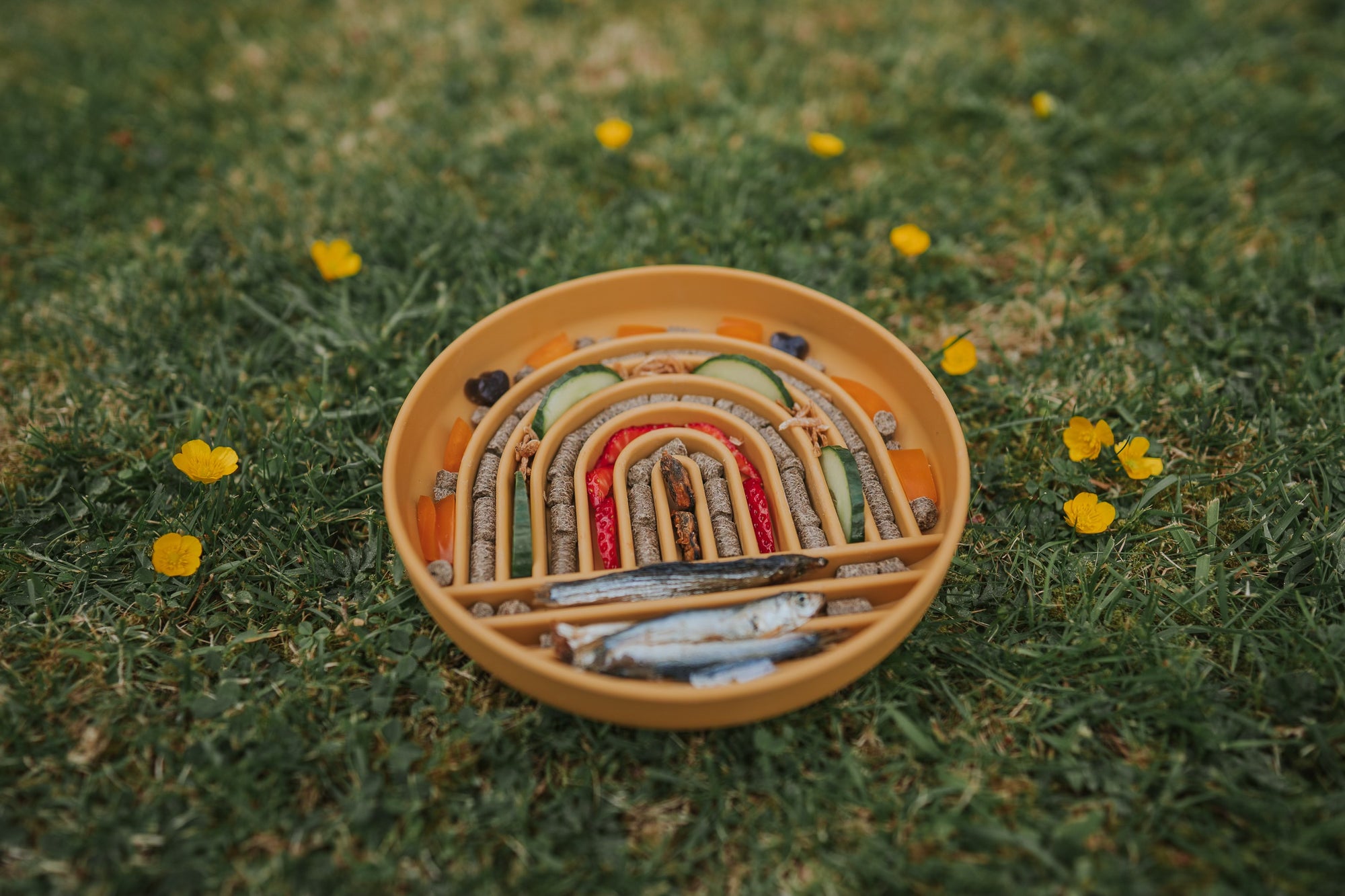 Rainbow Enrichment Bowl Honey - Bodhi & The Birchtree
