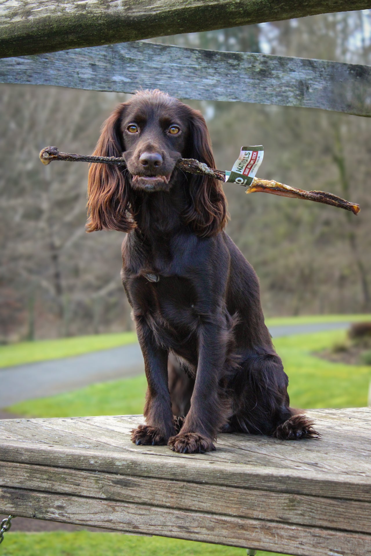 Anco Giant Bully Tripe Stick (Spotlight Week Offer) - Bodhi & The Birchtree