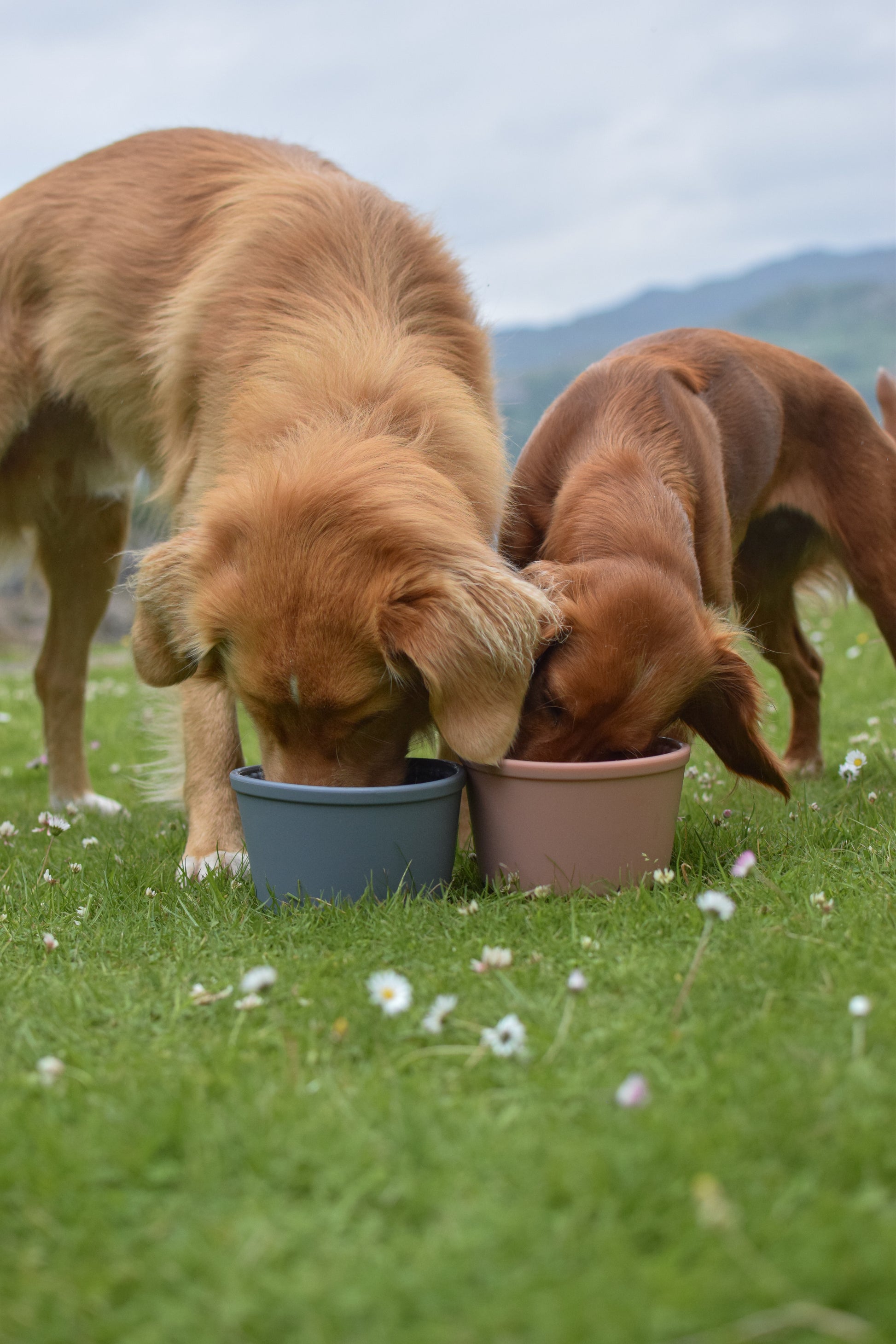 Slow Feed Yoghurt Pot In Pink - Bodhi & The Birchtree