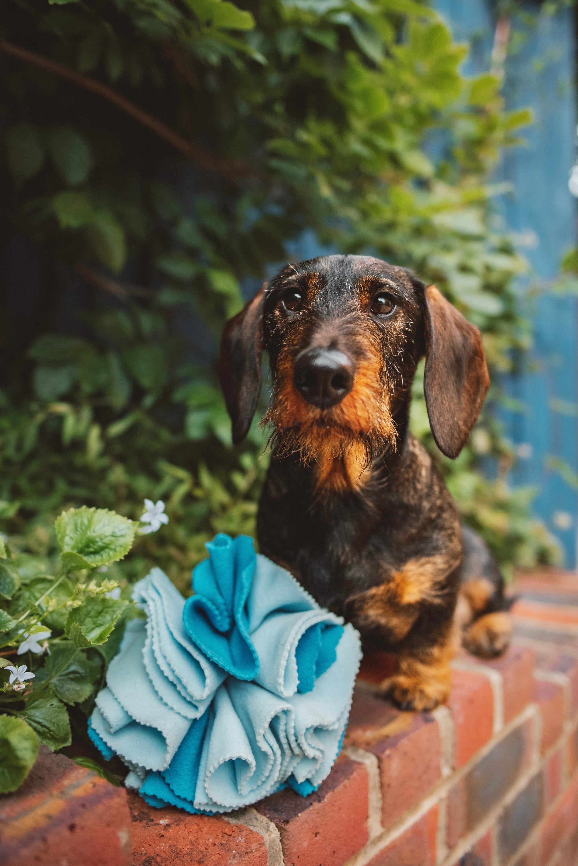 Bodhi & The Birchtree Standard Blue Snuffle Ball - Bodhi & The Birchtree