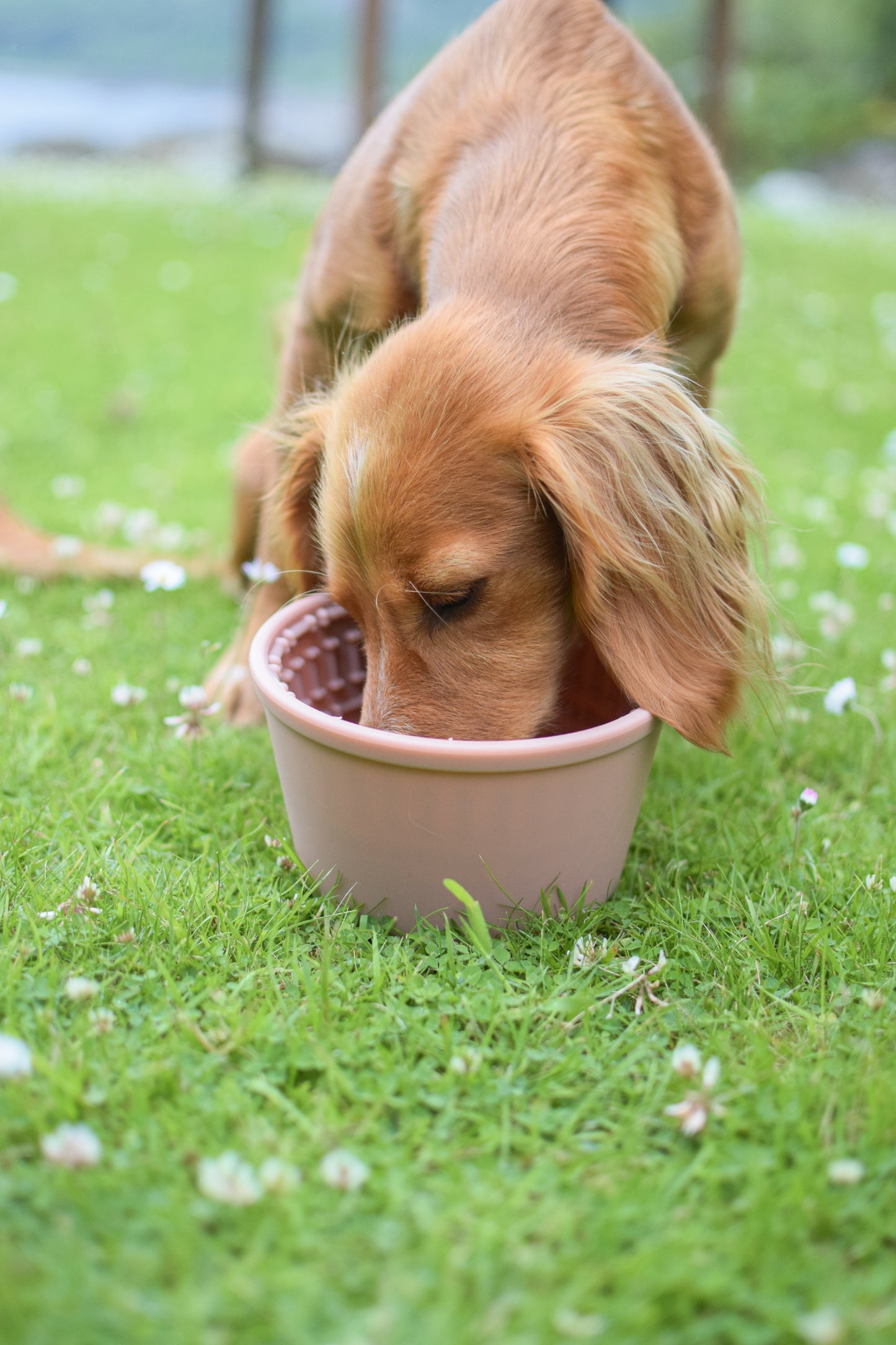 Slow Feed Yoghurt Pot In Pink - Bodhi & The Birchtree