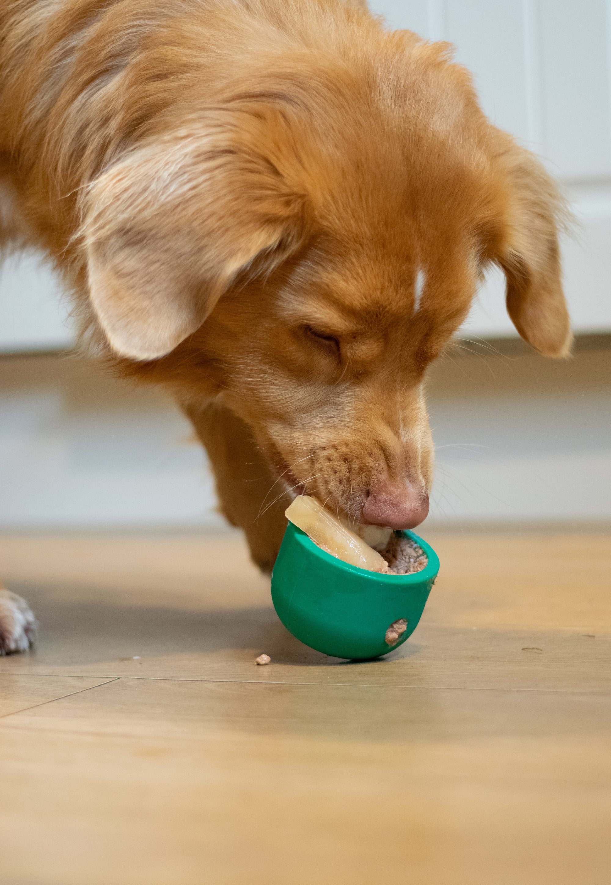 Food Dispenser &amp; Slow Feeder Light &amp; Spruce Green - Bodhi &amp; The Birchtree