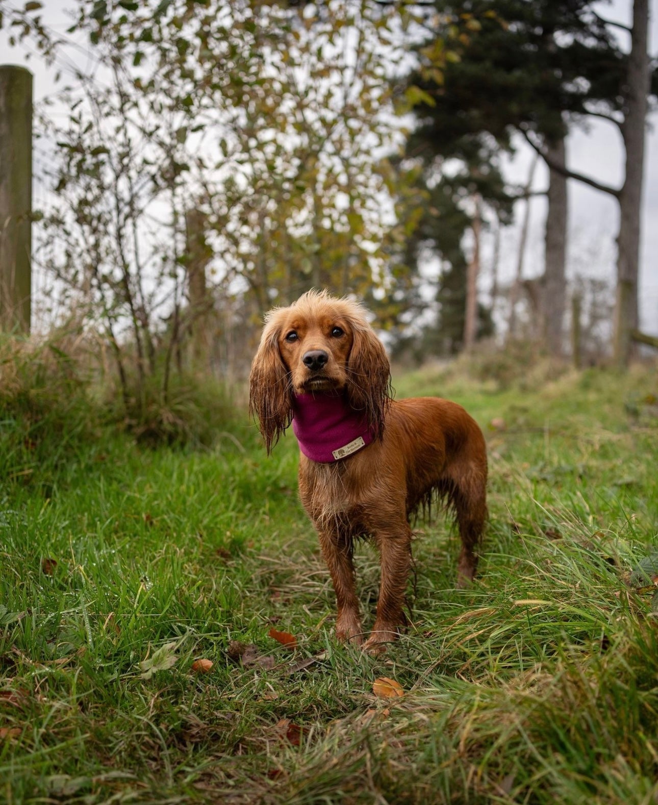 Bodhi & The Birchtree Wine Dog Snood - Bodhi & The Birchtree