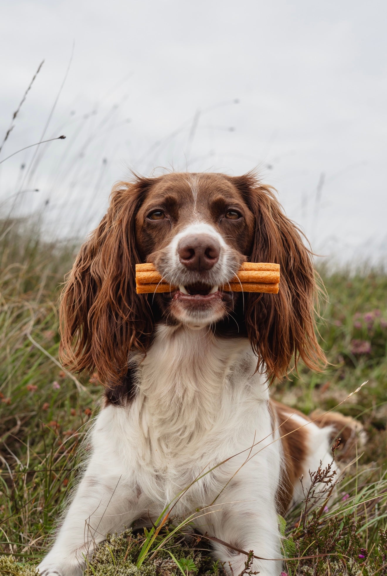 Apple, Peanut Butter & Turmeric Chew - Bodhi & The Birchtree