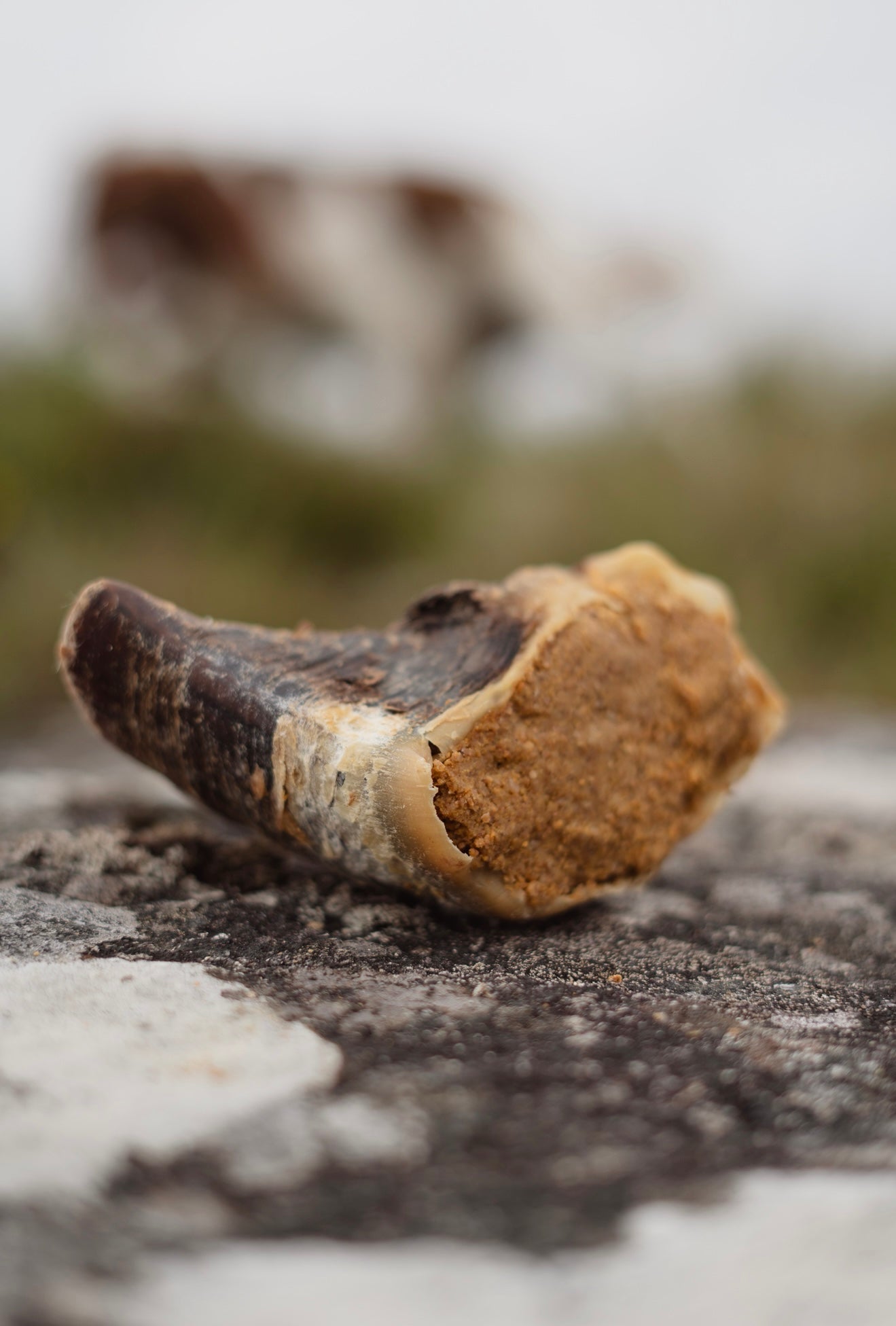 Peanut Butter Filled Calf Hooves - Bodhi & The Birchtree